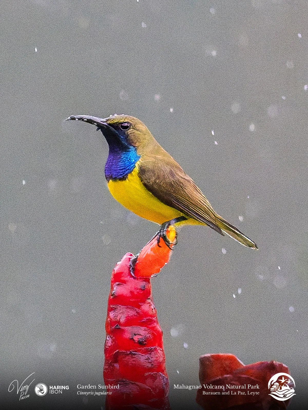 Garden Sunbird 230202 3x4.jpg