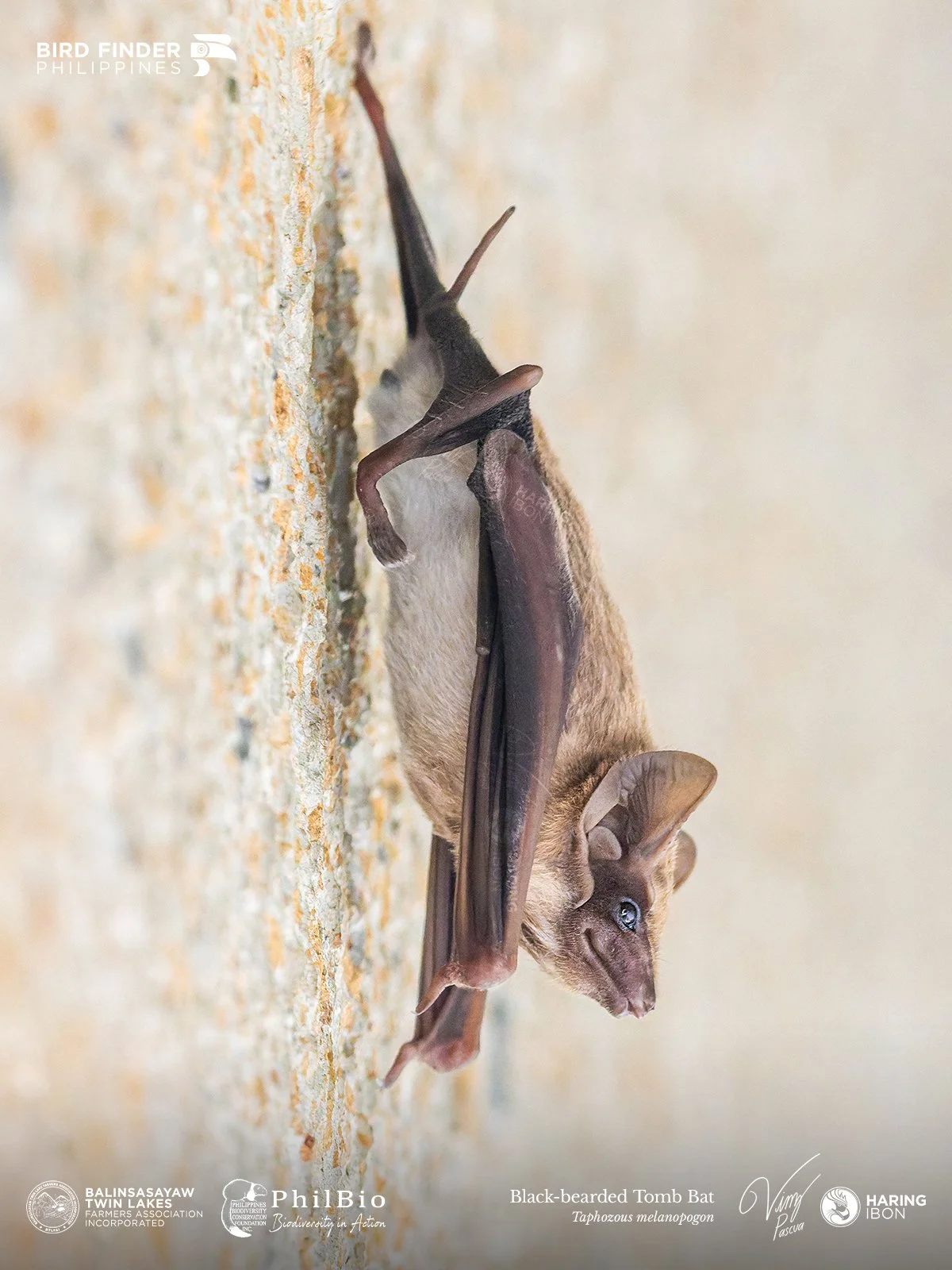 Black-bearded Tomb Bat 251129 1200px.jpg