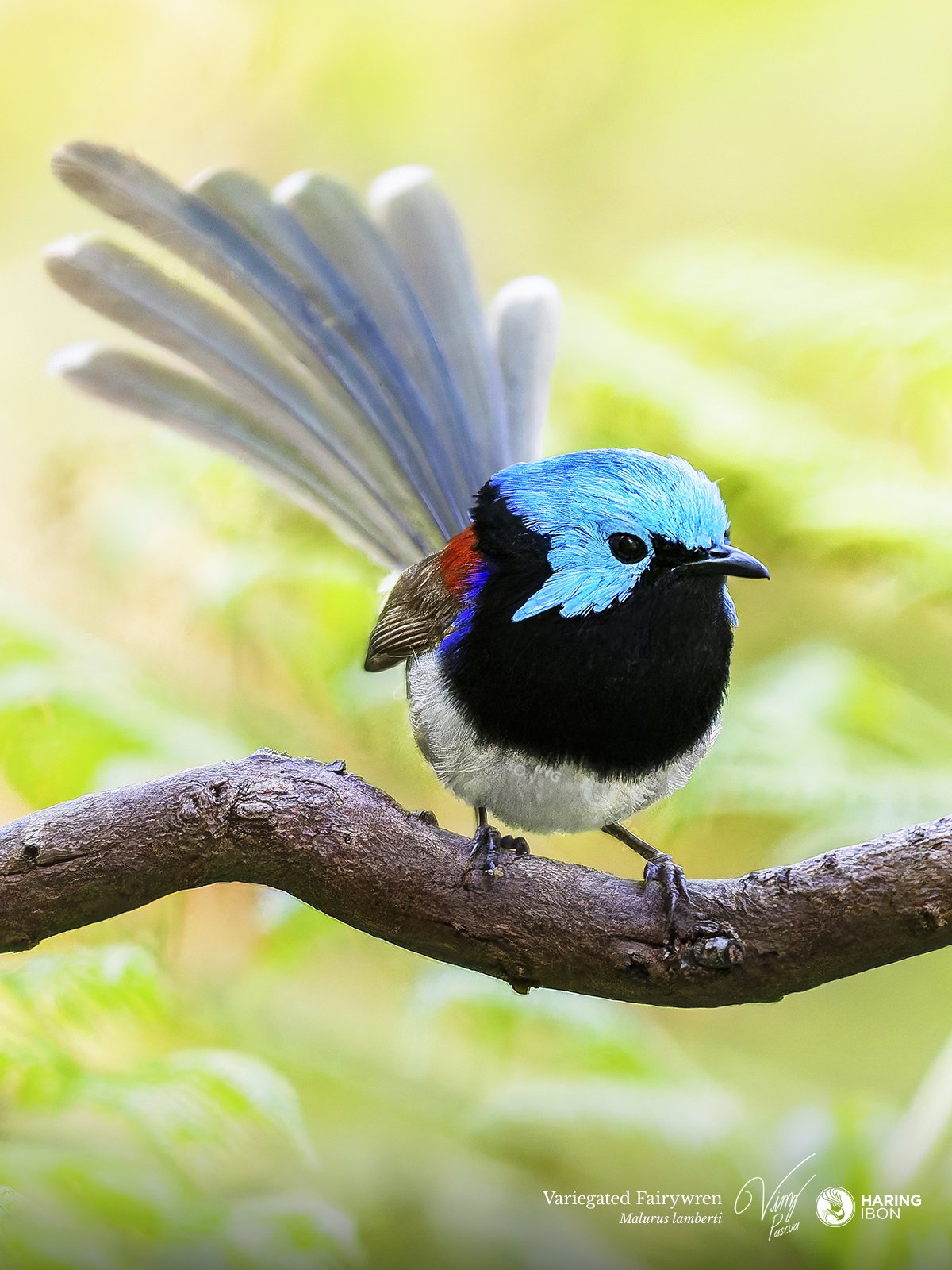 Variegated Fairy-wren 241027 v2 LABELLED.jpg