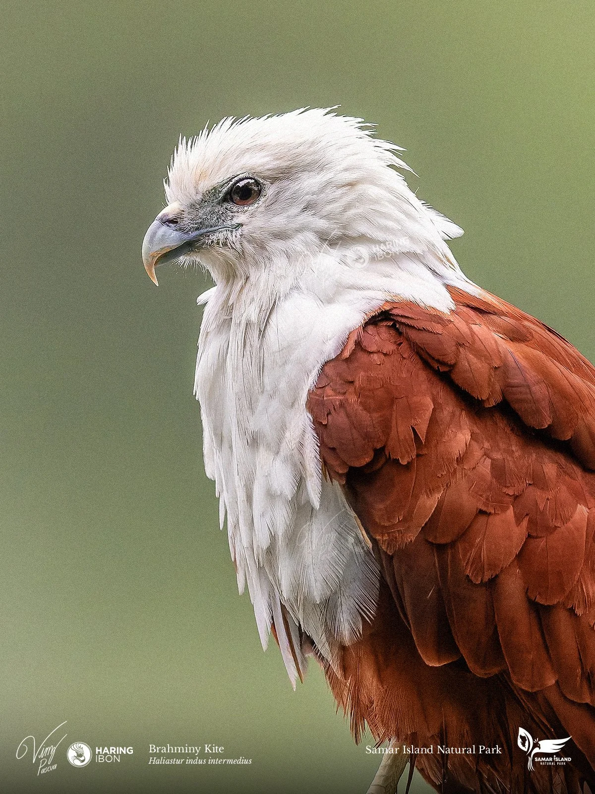 Brahminy Kite 260201 3x4 1200px.jpg