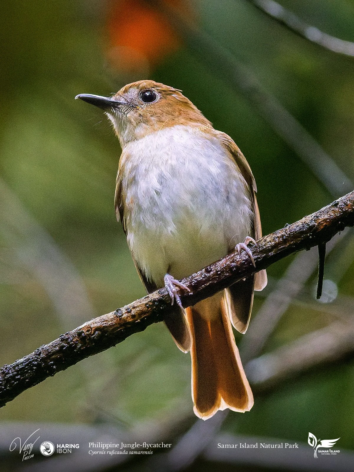 Philippine Jungle-flycatcher 260201 2 3x4 1200px.jpg