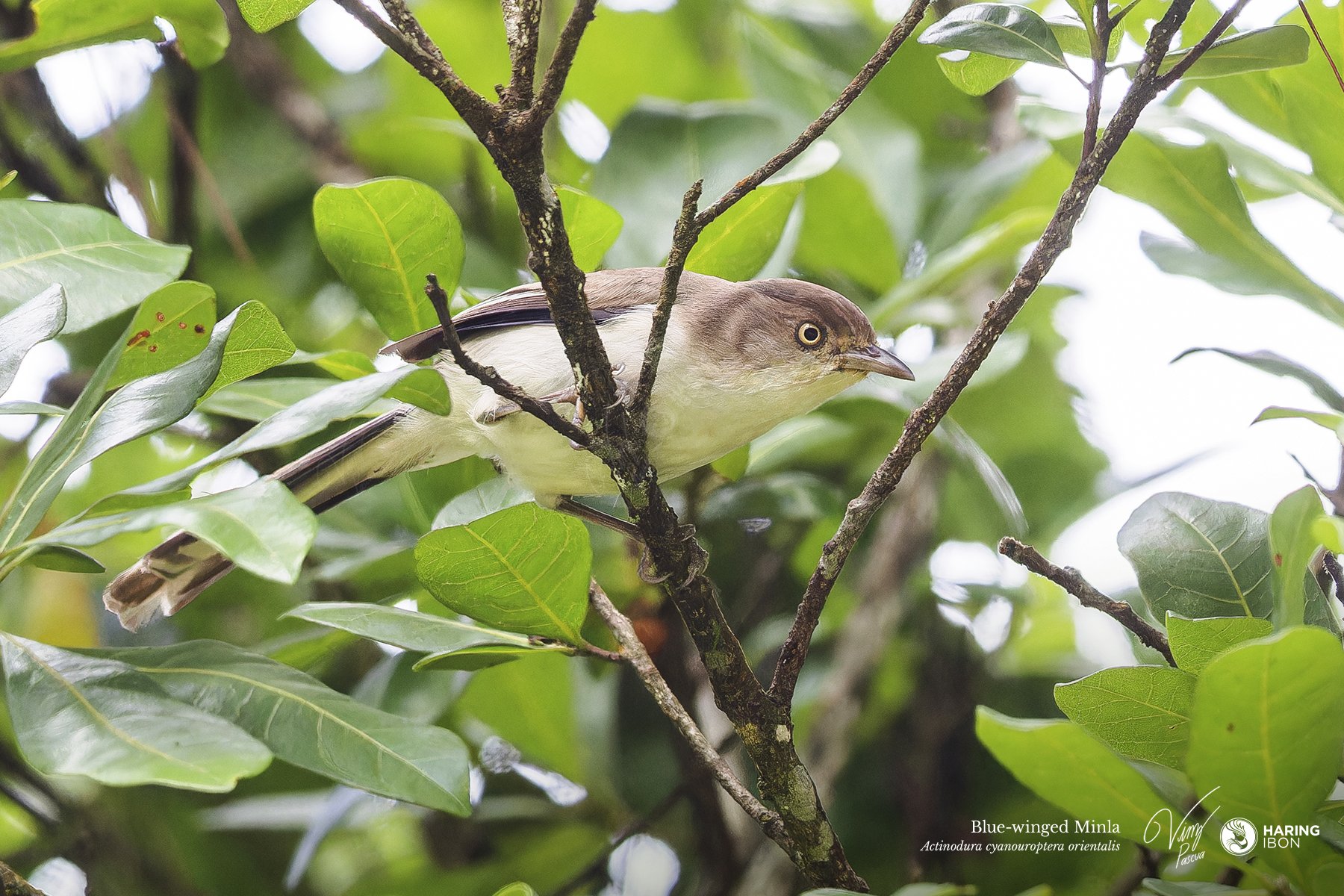 Blue-winged Minla