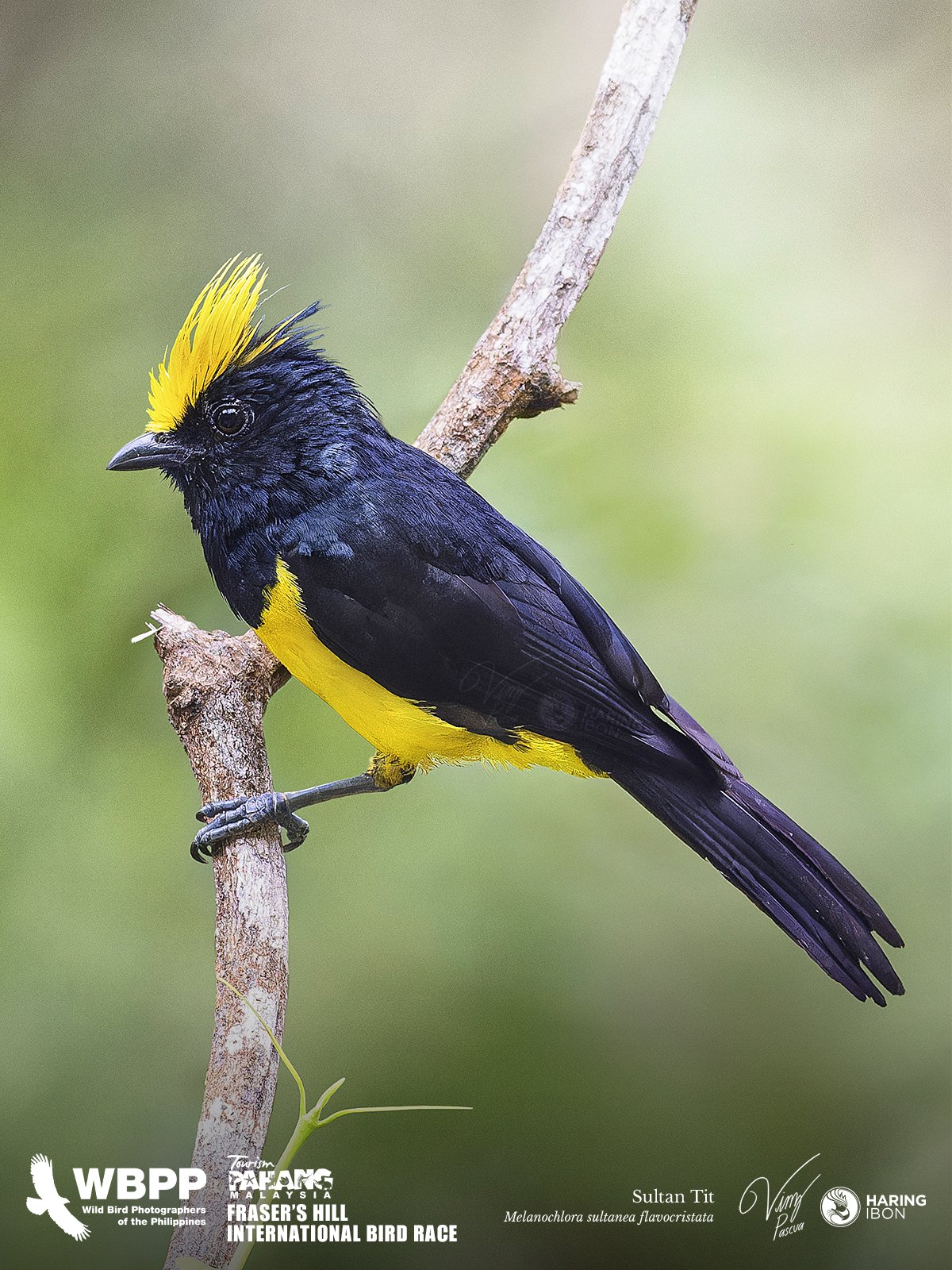 Sultan Tit