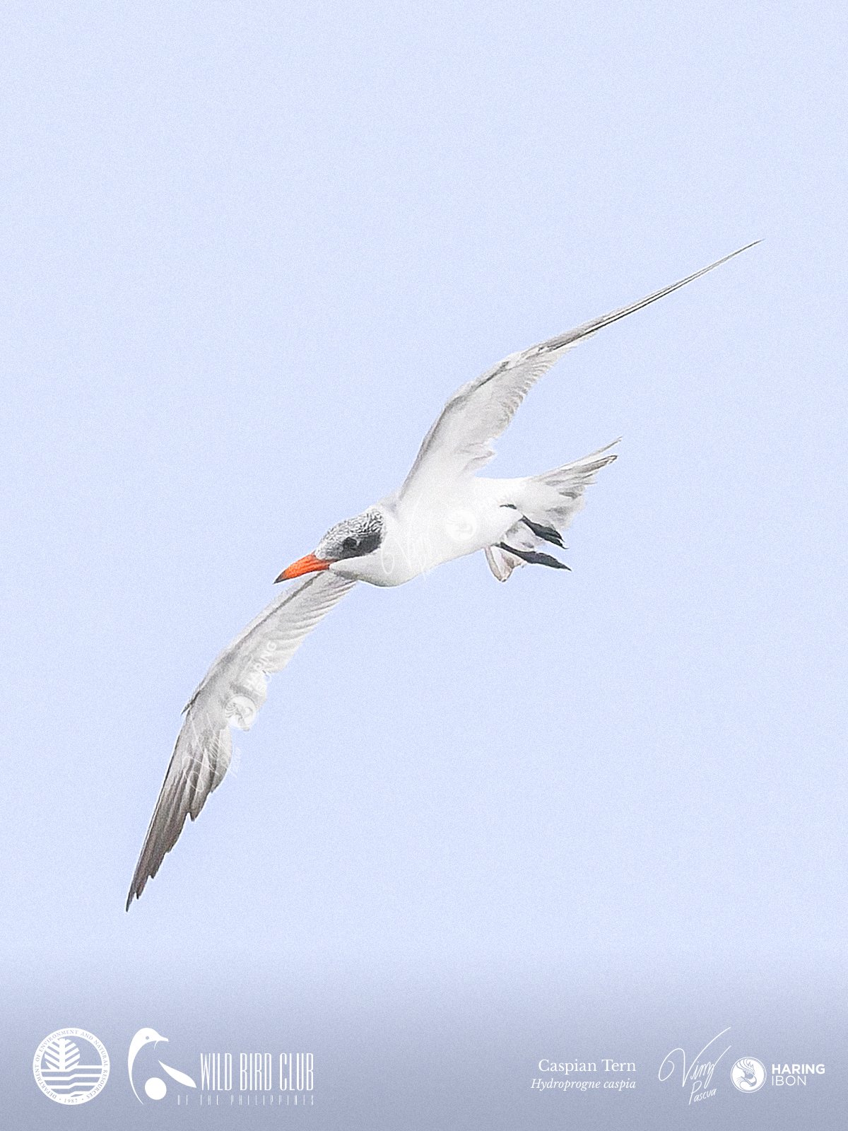 Caspian Tern 260120 1200px.jpg