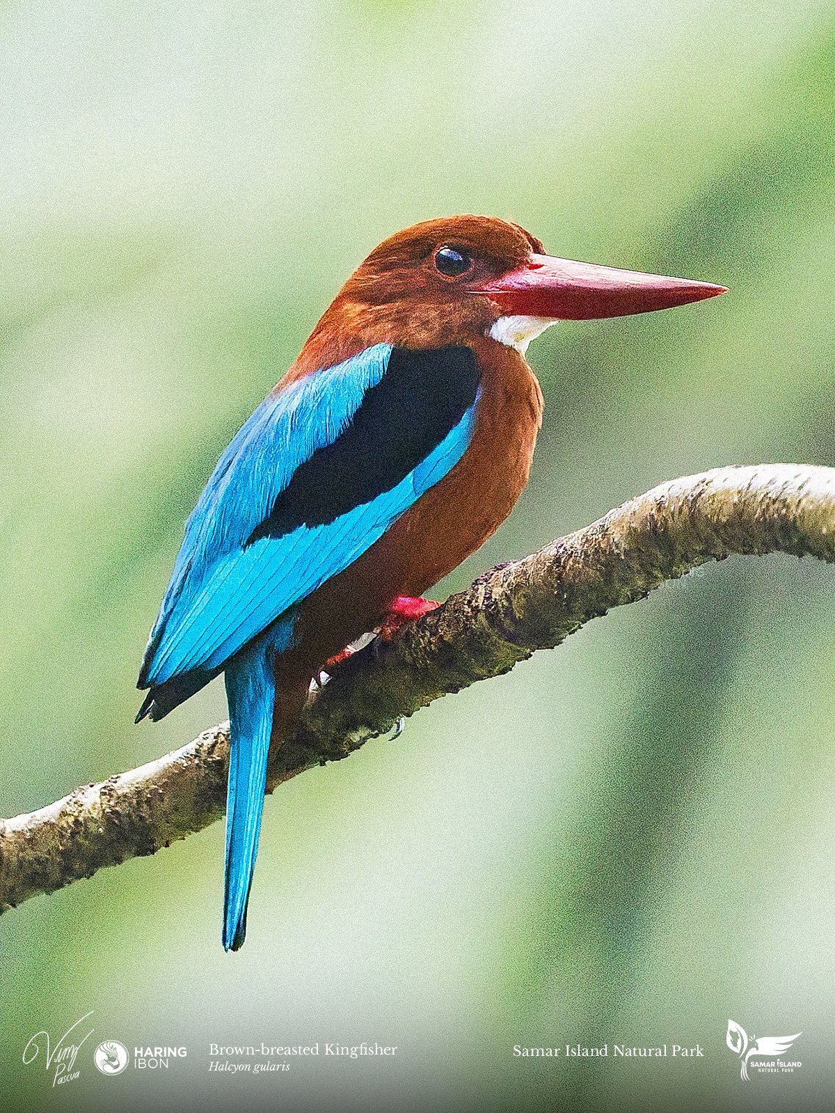 Brown-breasted Kingfisher 260204 3x4 1200px.jpg