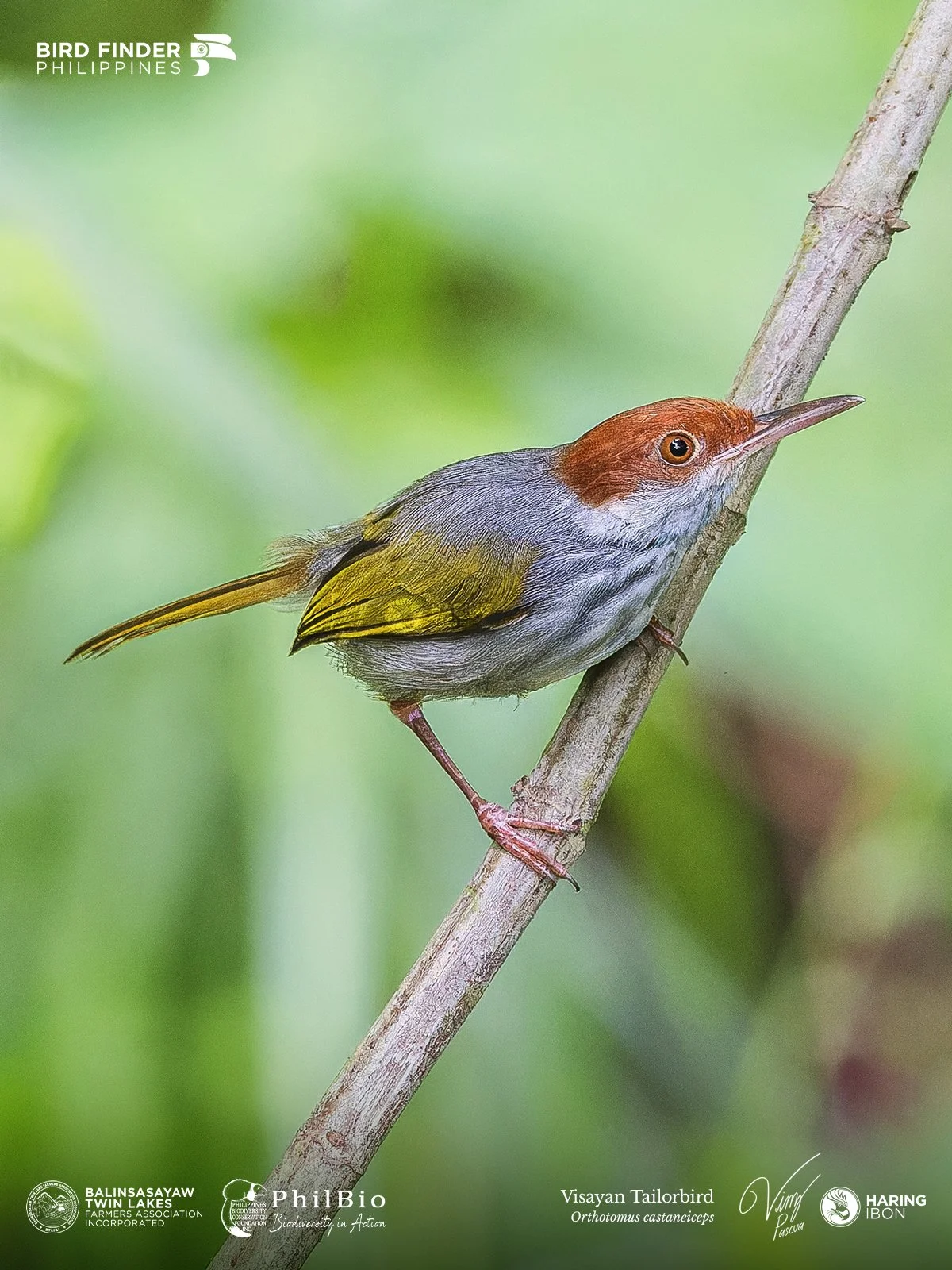 Visayan Tailorbird 231228 5 3x4 1200px.jpg