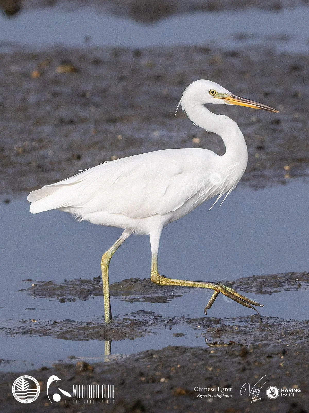 Chinese Egret 260120 2 1200px.jpg