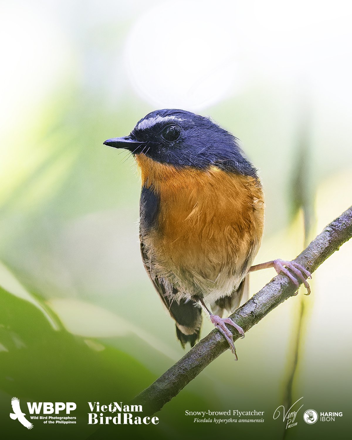 Snowy-browed Flycatcher