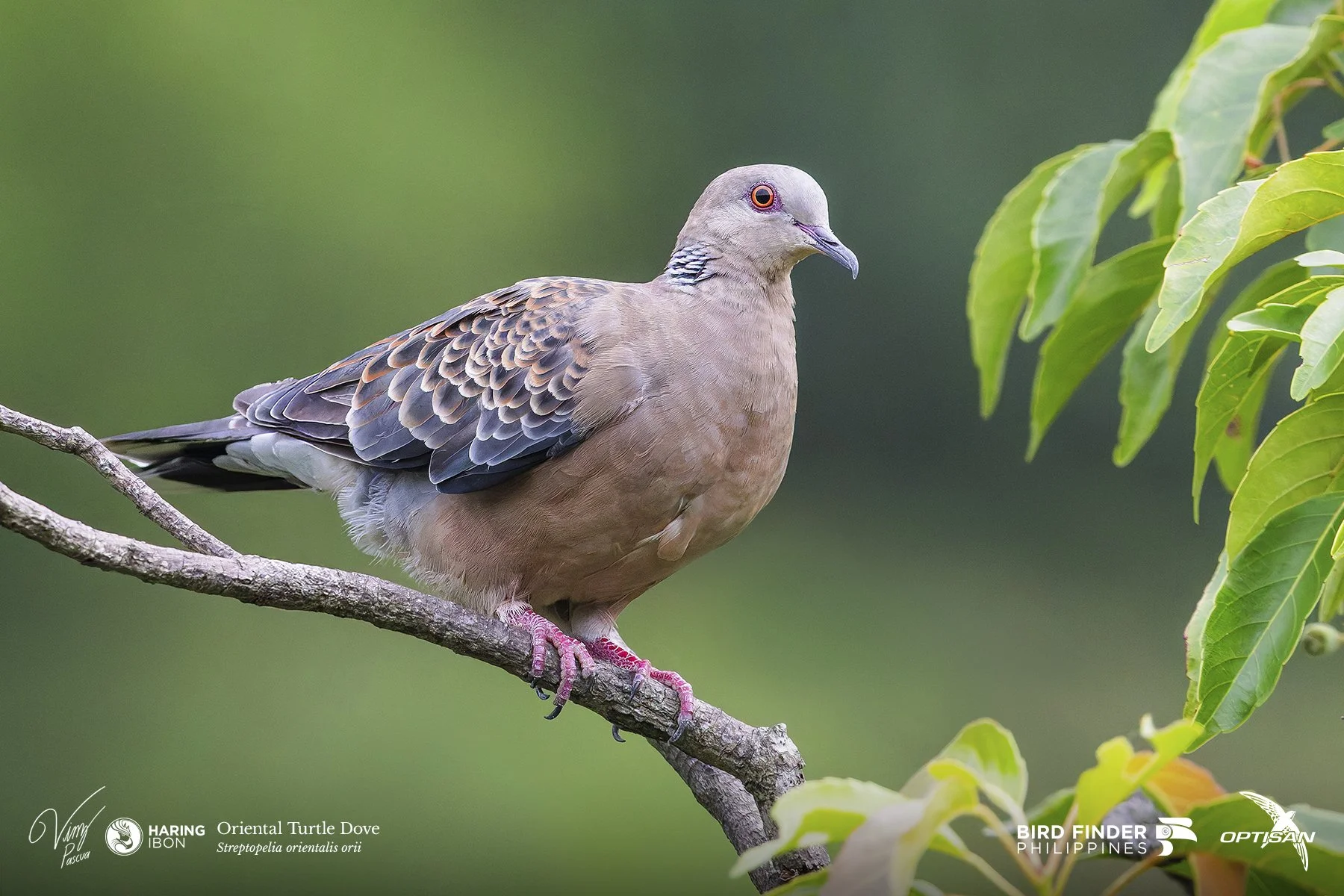 Oriental Turtle Dove 250918 3x2 LABELLED.jpg
