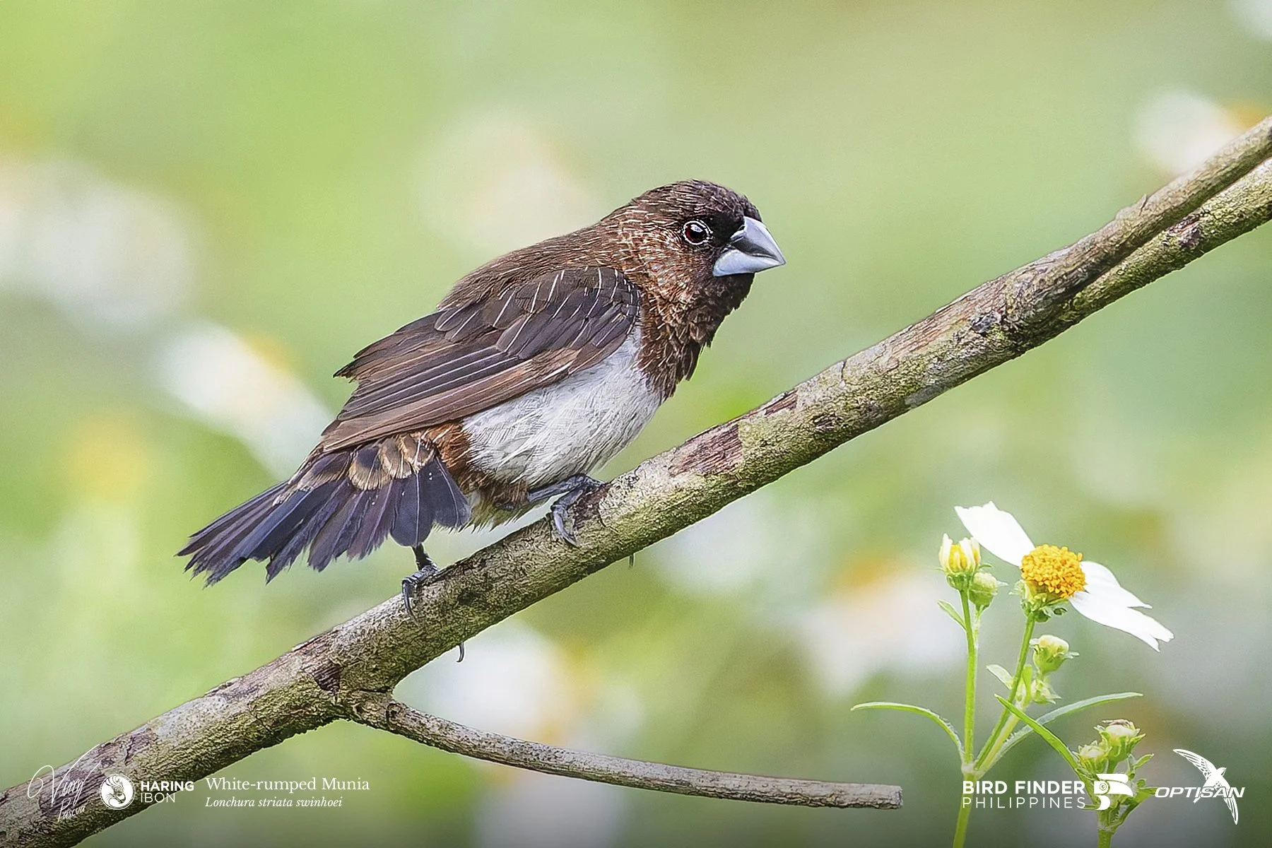 White-rumped Munia 250919 3x2 LABELLED.jpg