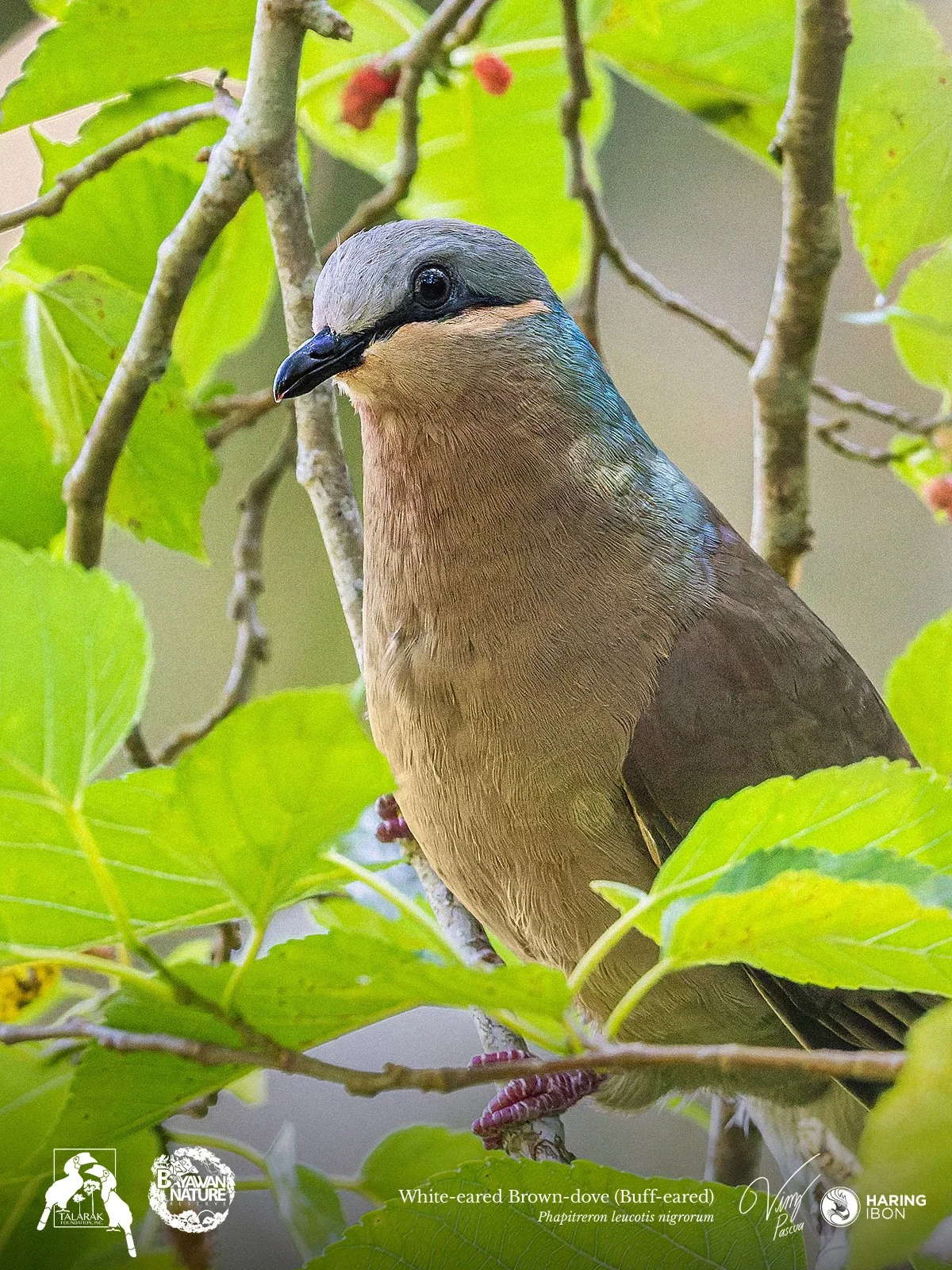 Buff-eared Brown-dove 260421 1200px.jpg