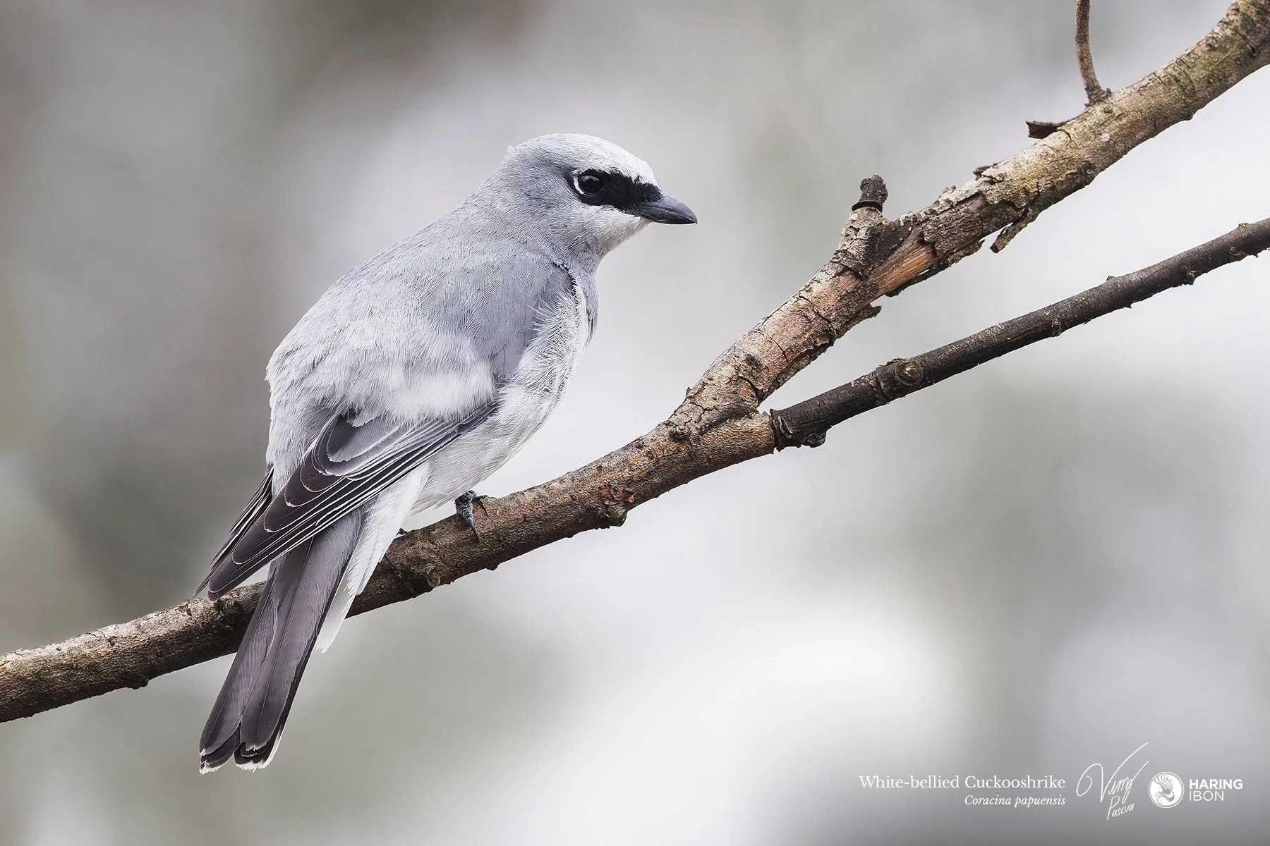 White-bellied Cuckooshrike 251007 3x2 eBIRD.jpg