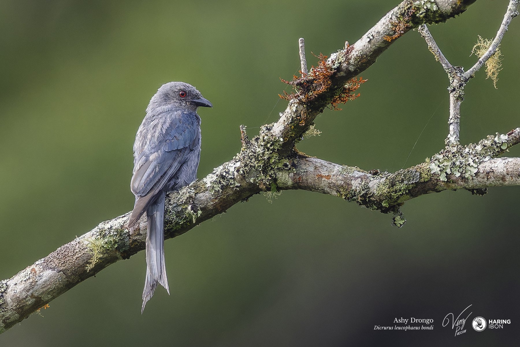 Ashy Drongo