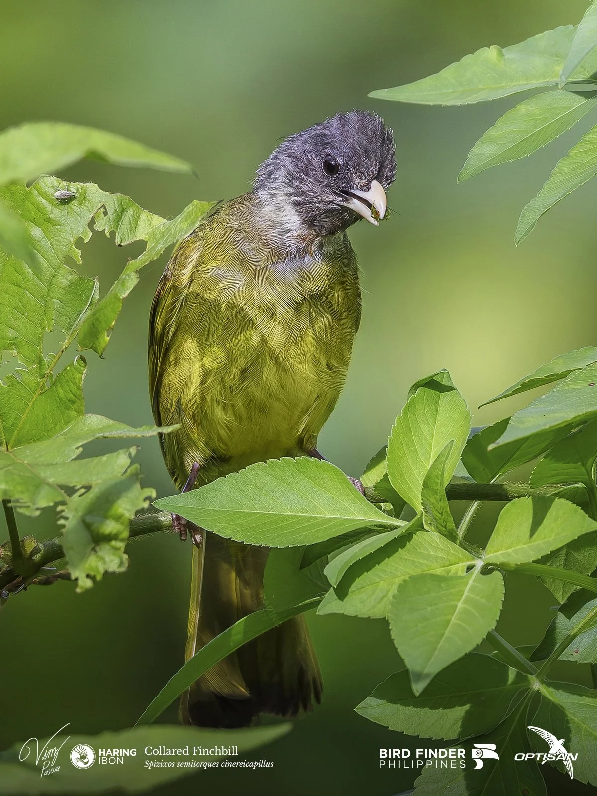 Collared Finchbill 250919 3x4 LABELLED.jpg