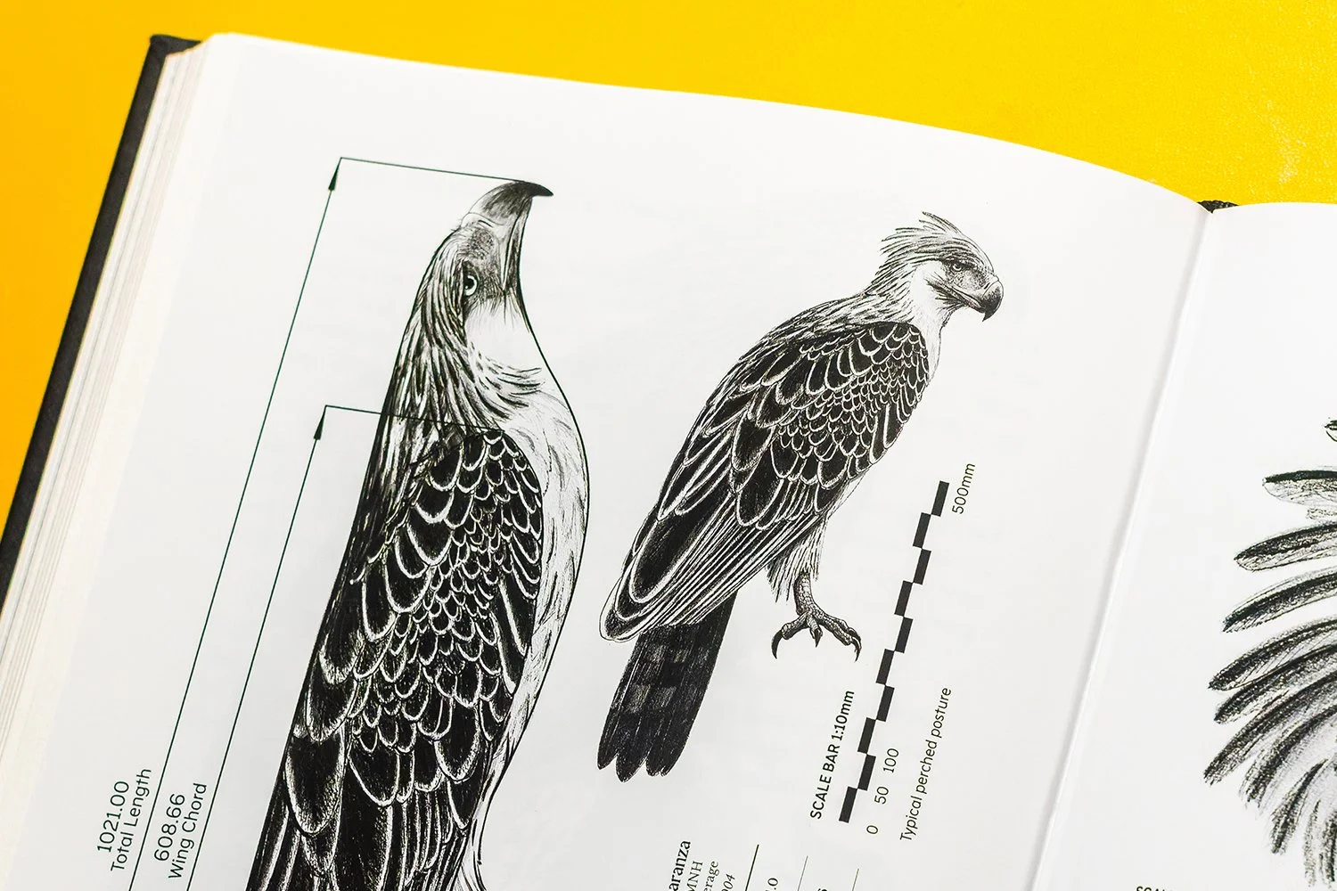 Lord of the Forest: The Fall and Rise of the Great Philippine Eagle Scientific Illustrations