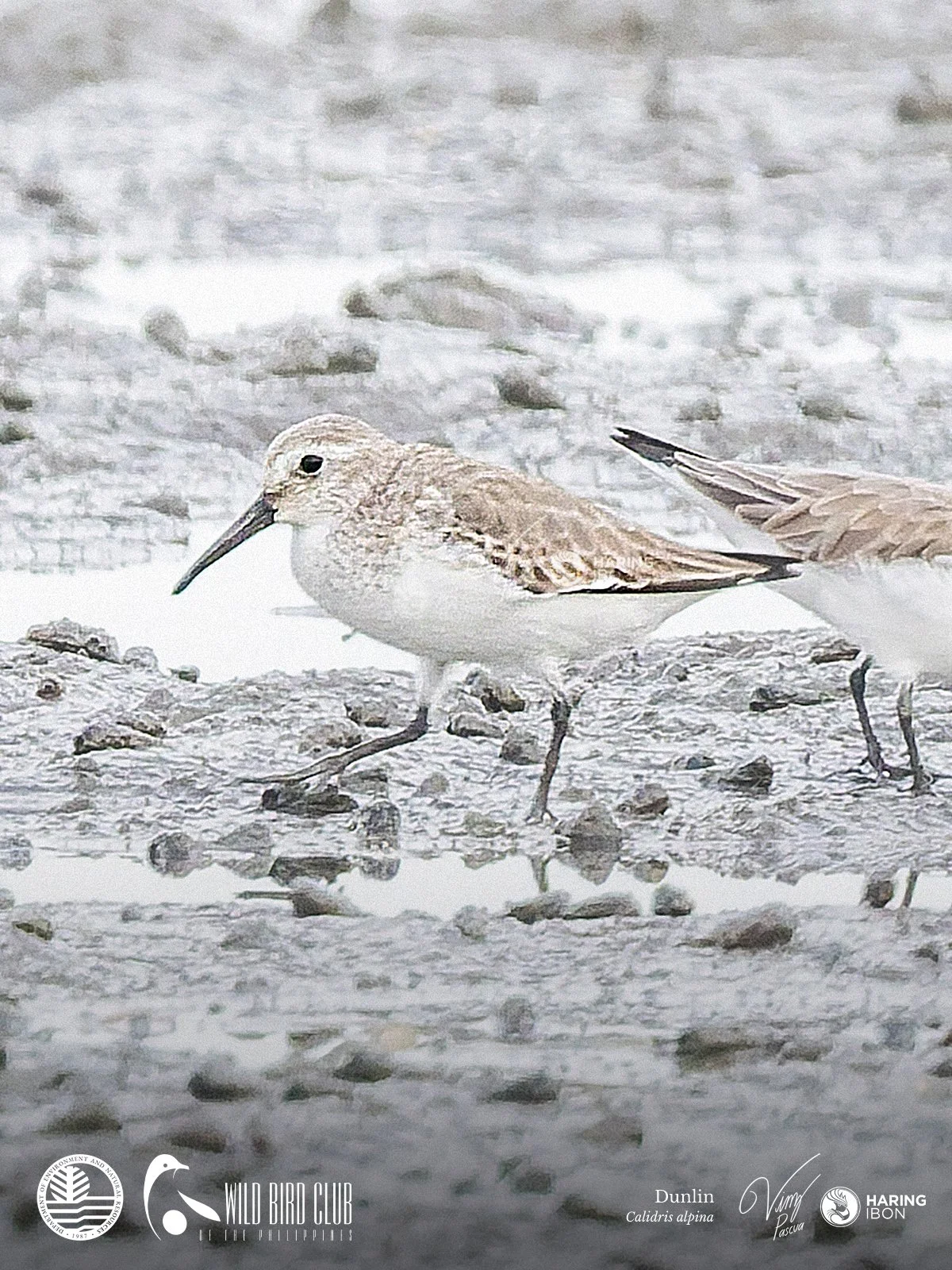 Dunlin 260120 1200px.jpg