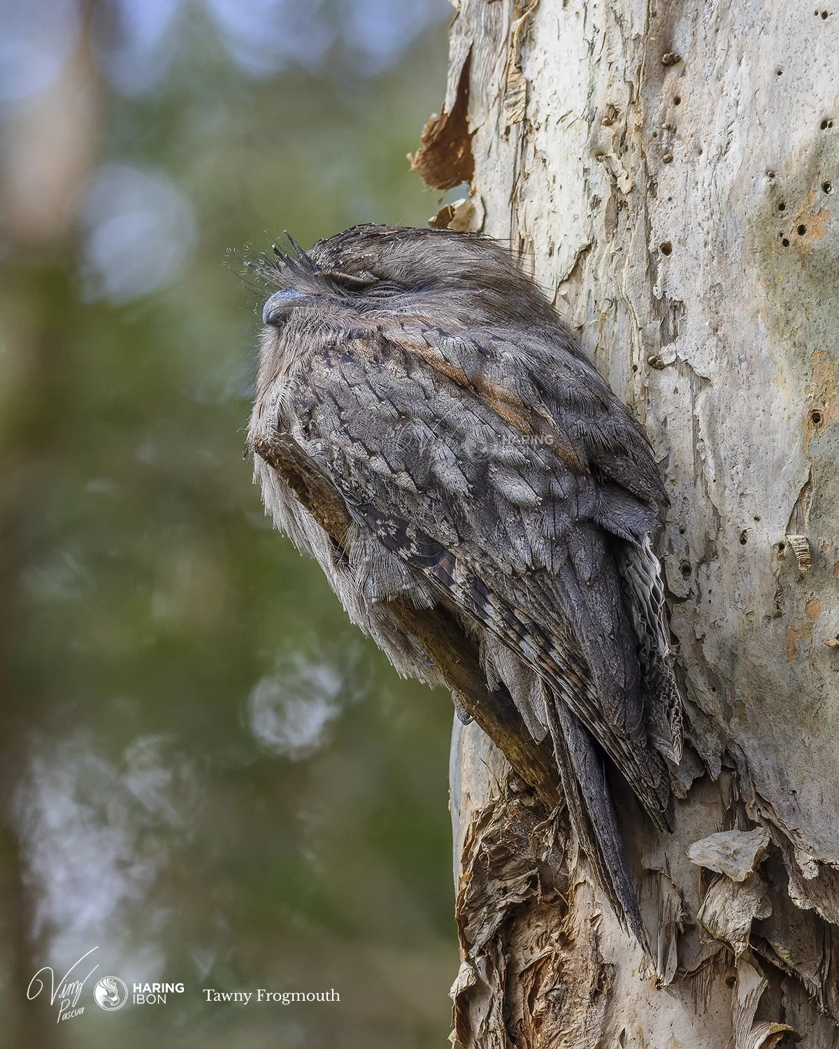 Tawny Frogmouth 220910 copy.jpg