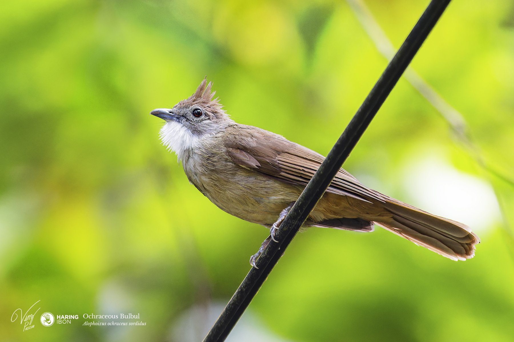 Ochraceous Bulbul