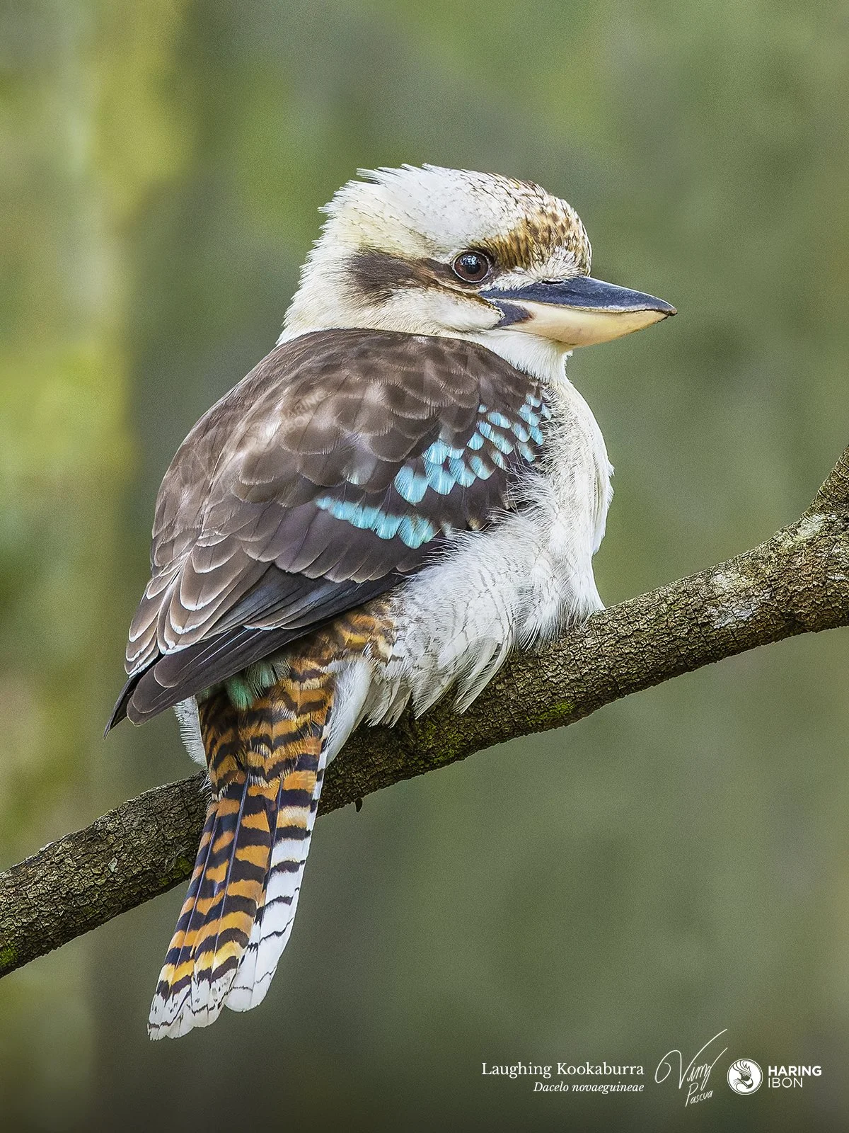 Laughing Kookaburra 220812 3 LABELLED.jpg