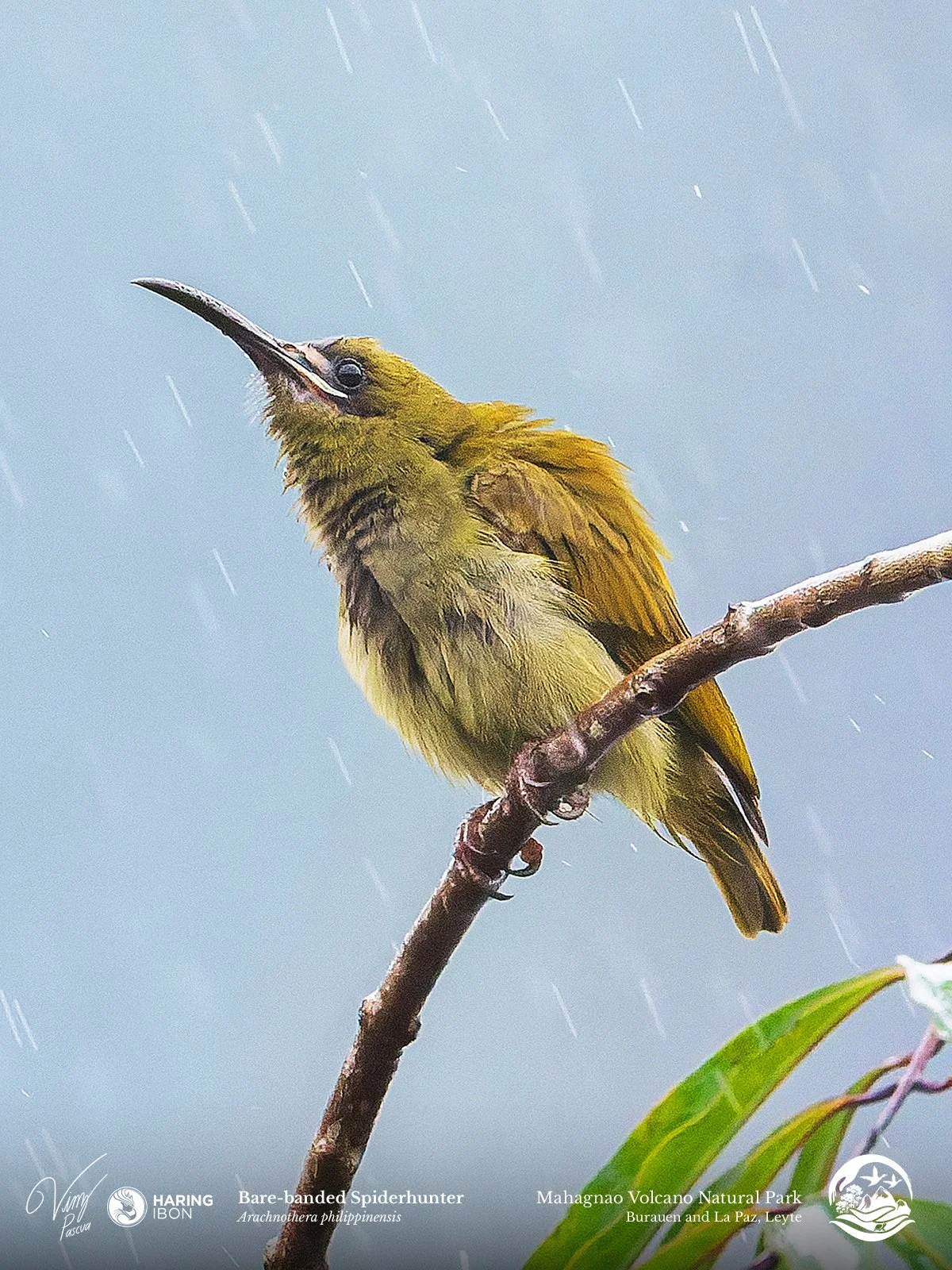 Naked-faced Spiderhunter 230202 5 RESEARCH 3x4 1200px.jpg