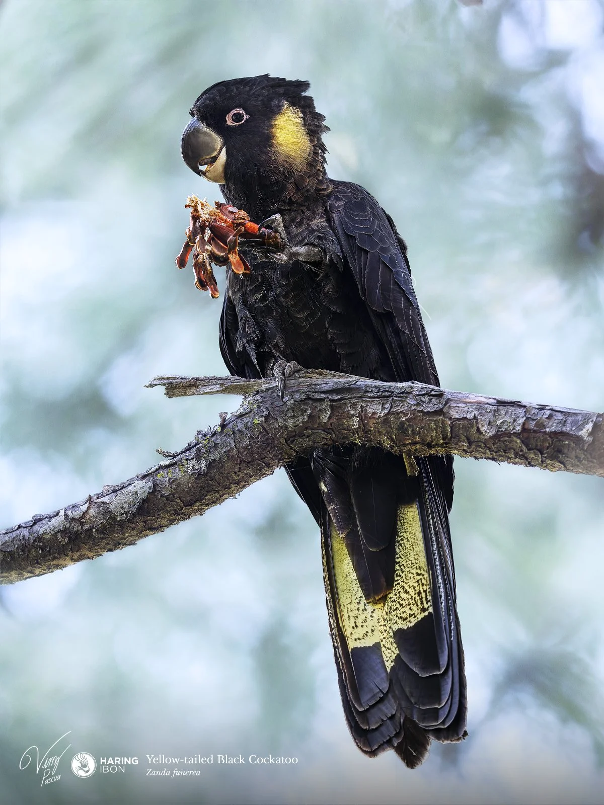 Yellow-tailed Black Cockatoo 230504 3x4 LABELLED.jpg