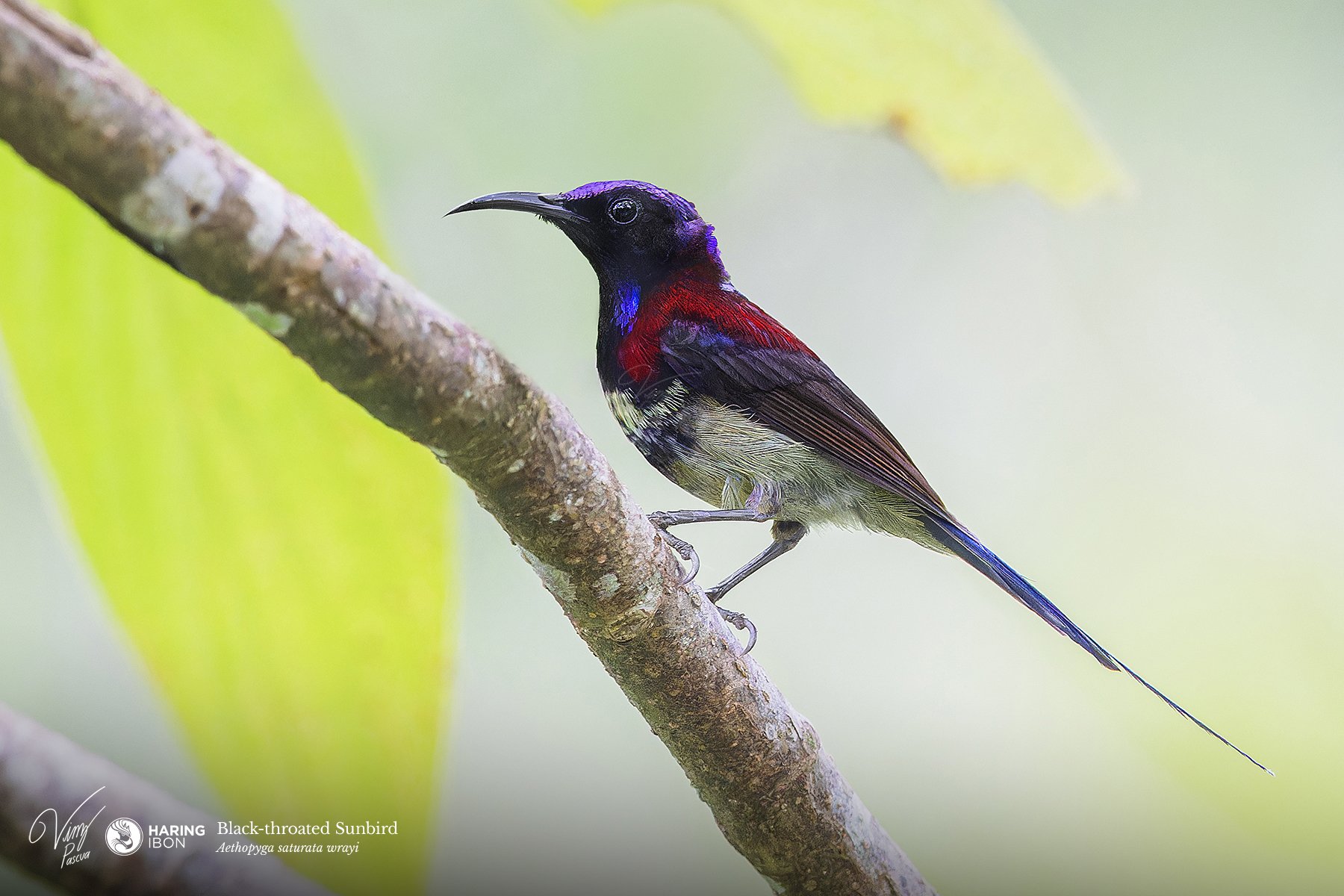 Black-throated Sunbird