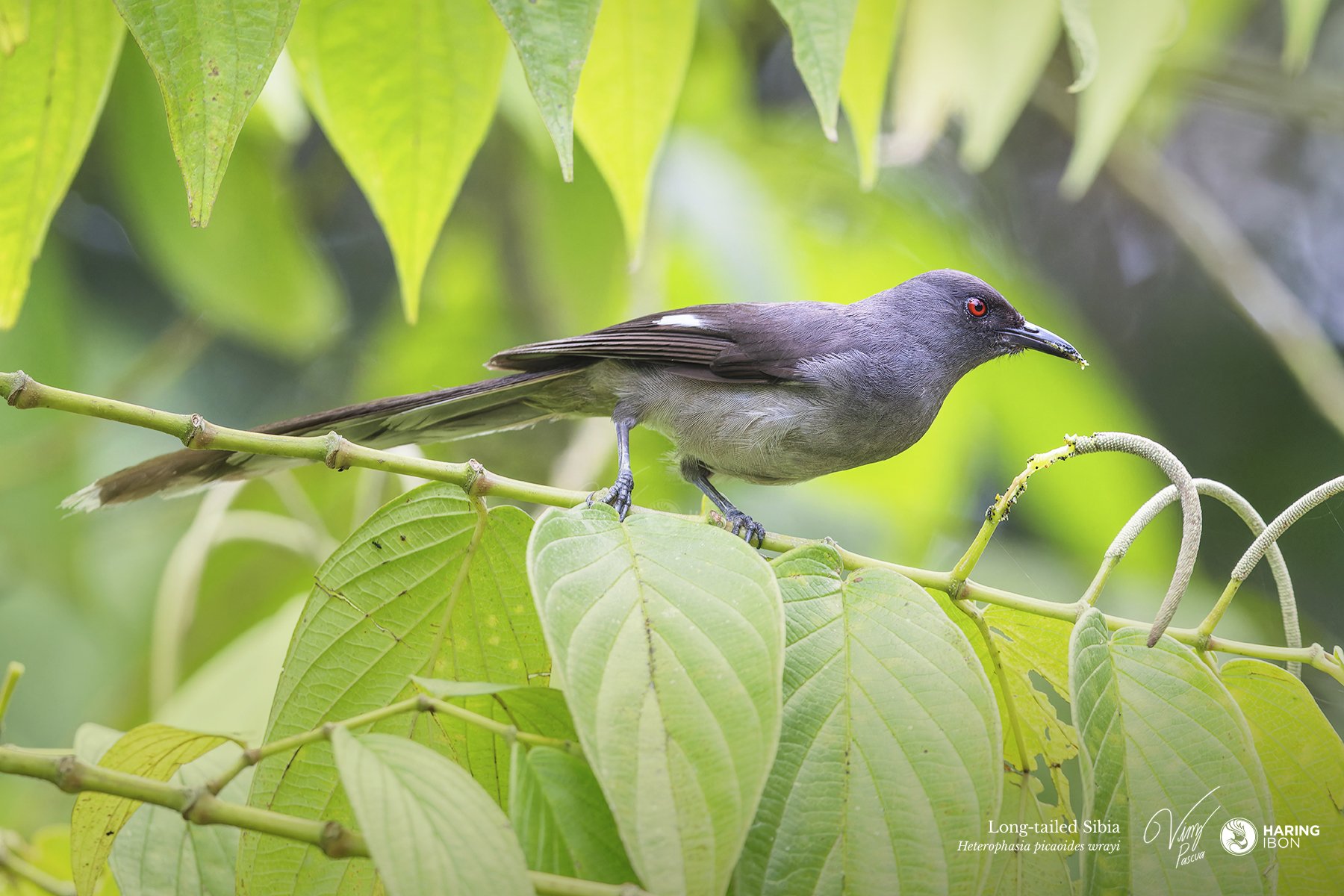 Long-tailed Sibia