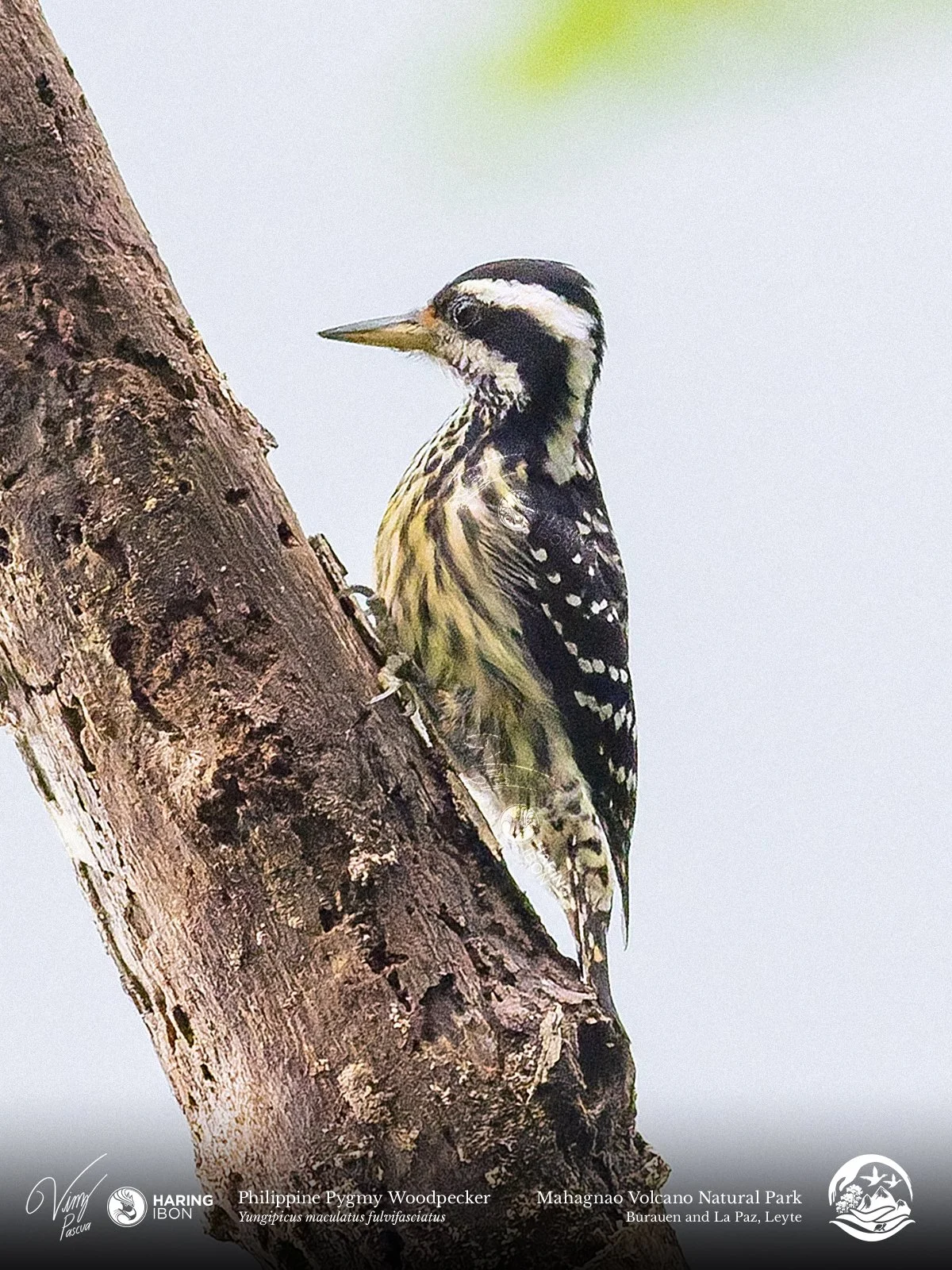 Philippine Pygmy Woodpecker (LEYTE) 260203 3x4.jpg