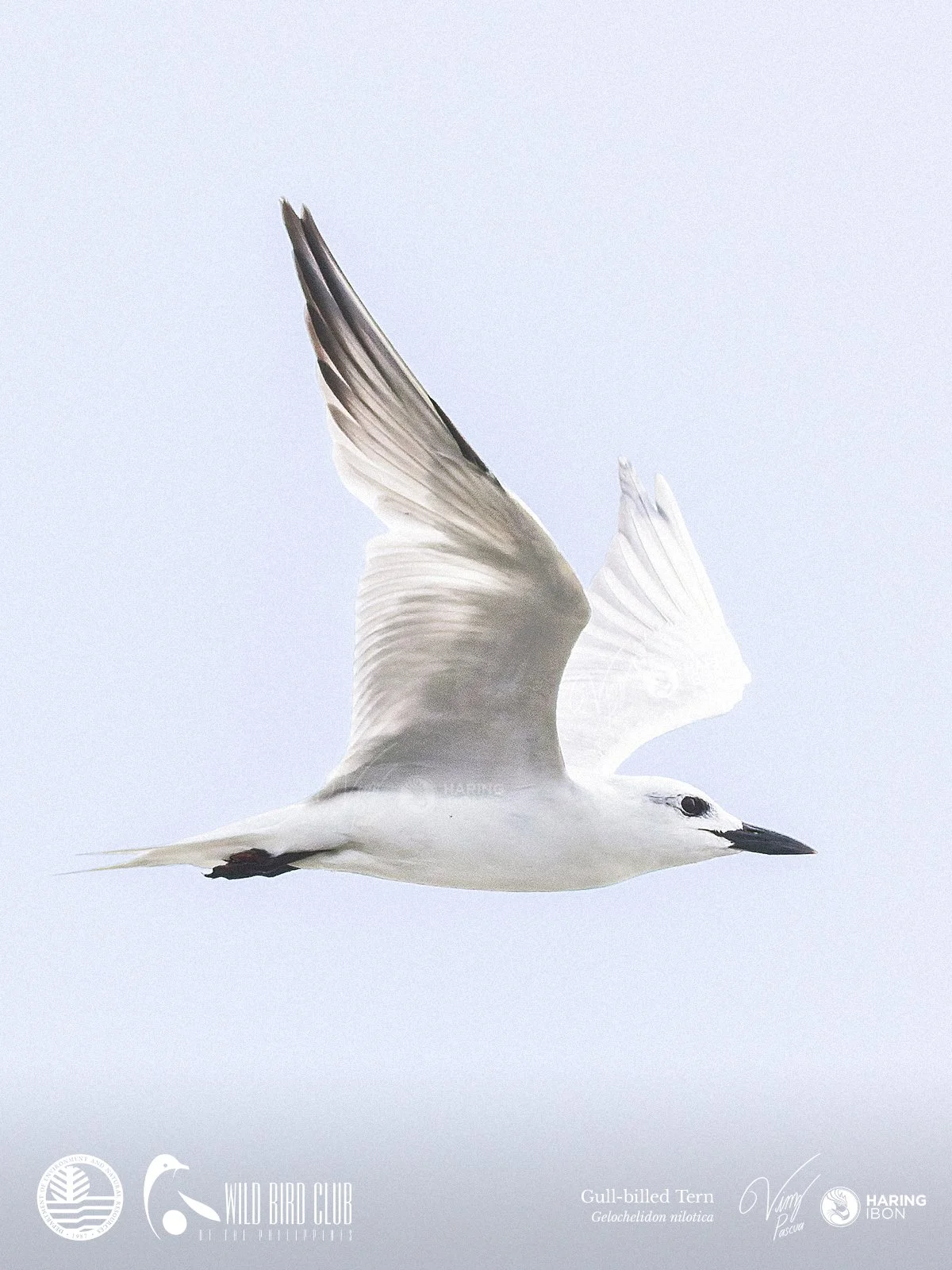 Gull-billed Tern 260120 1200px.jpg
