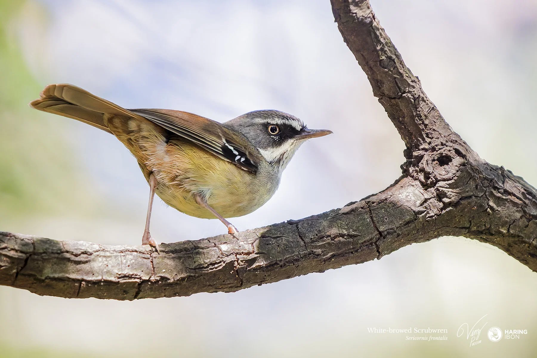White-browed Scrubwren 241027 eBIRD.jpg