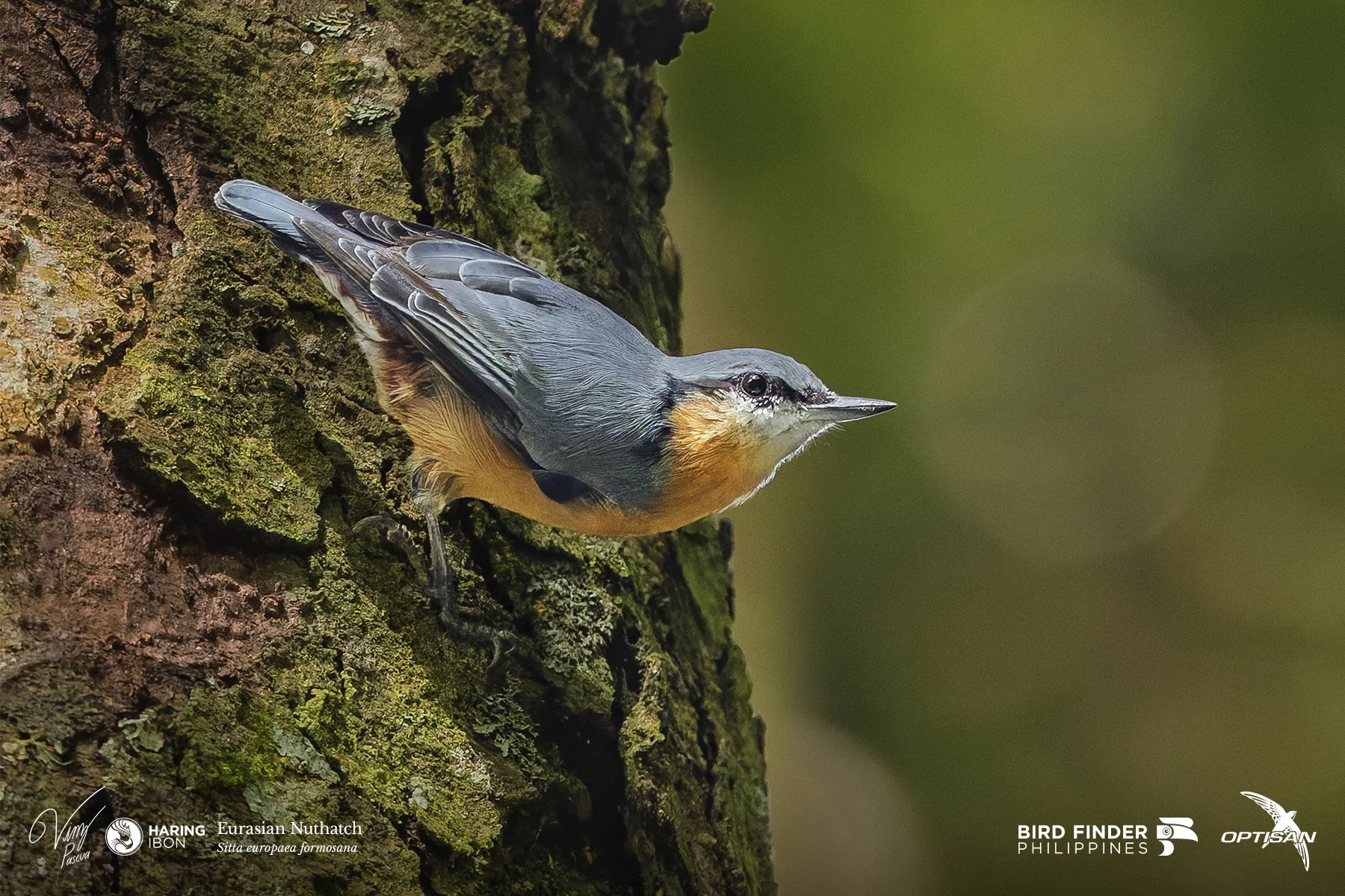 Eurasian Nuthatch 250919 3x2 LABELLED.jpg