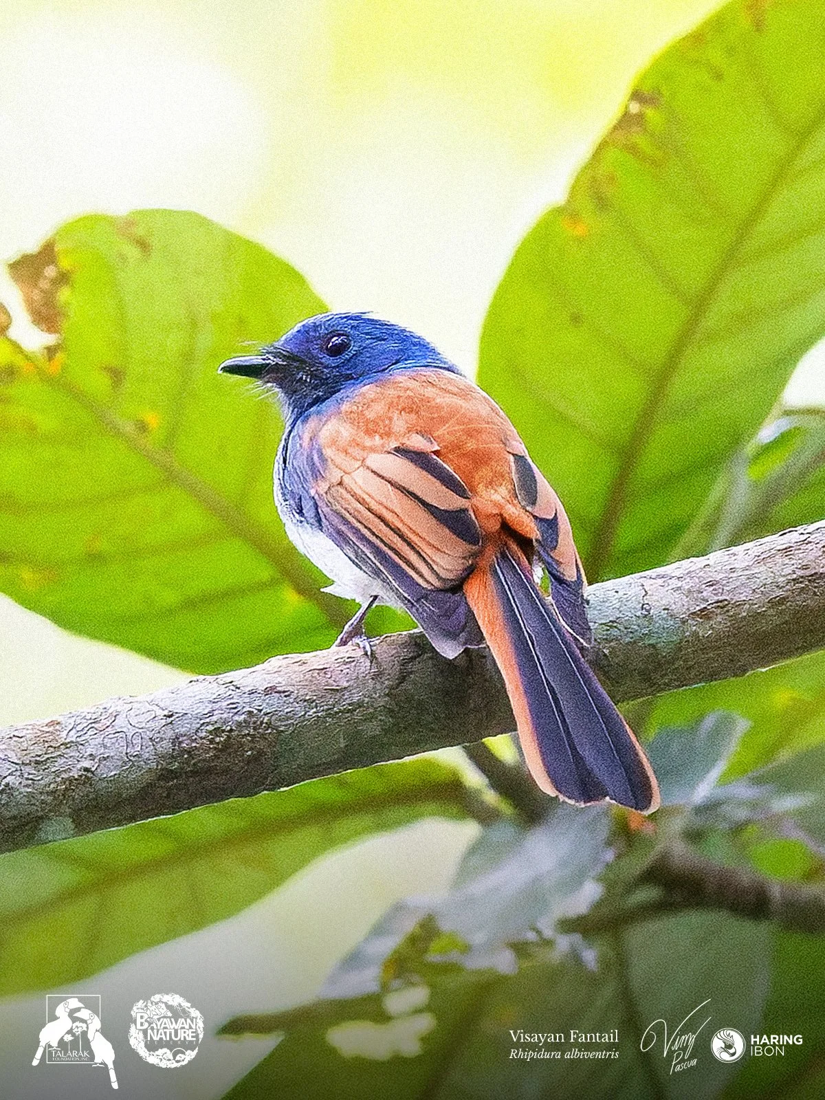 Visayan Fantail 260421 4x5 1200px.jpg