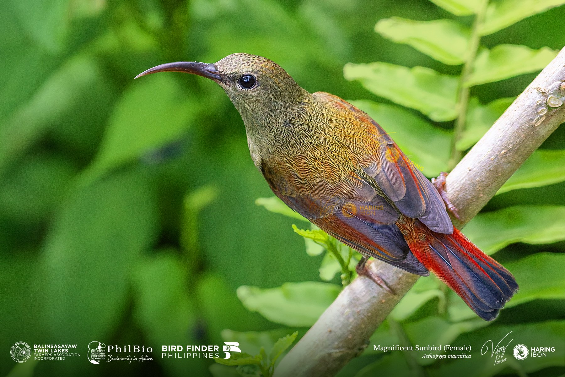 Magnificent Sunbird Female 251127 3x2 1800px.jpg