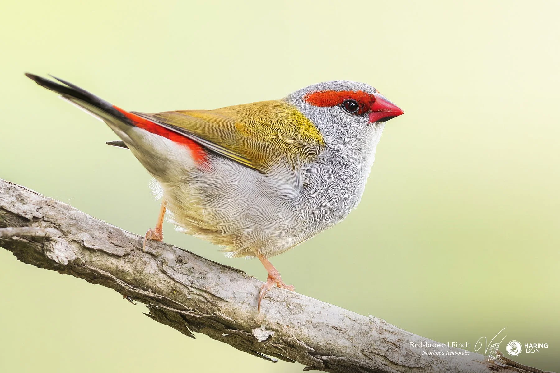 Red-browed Firetail 251007 3x2 eBIRD.jpg