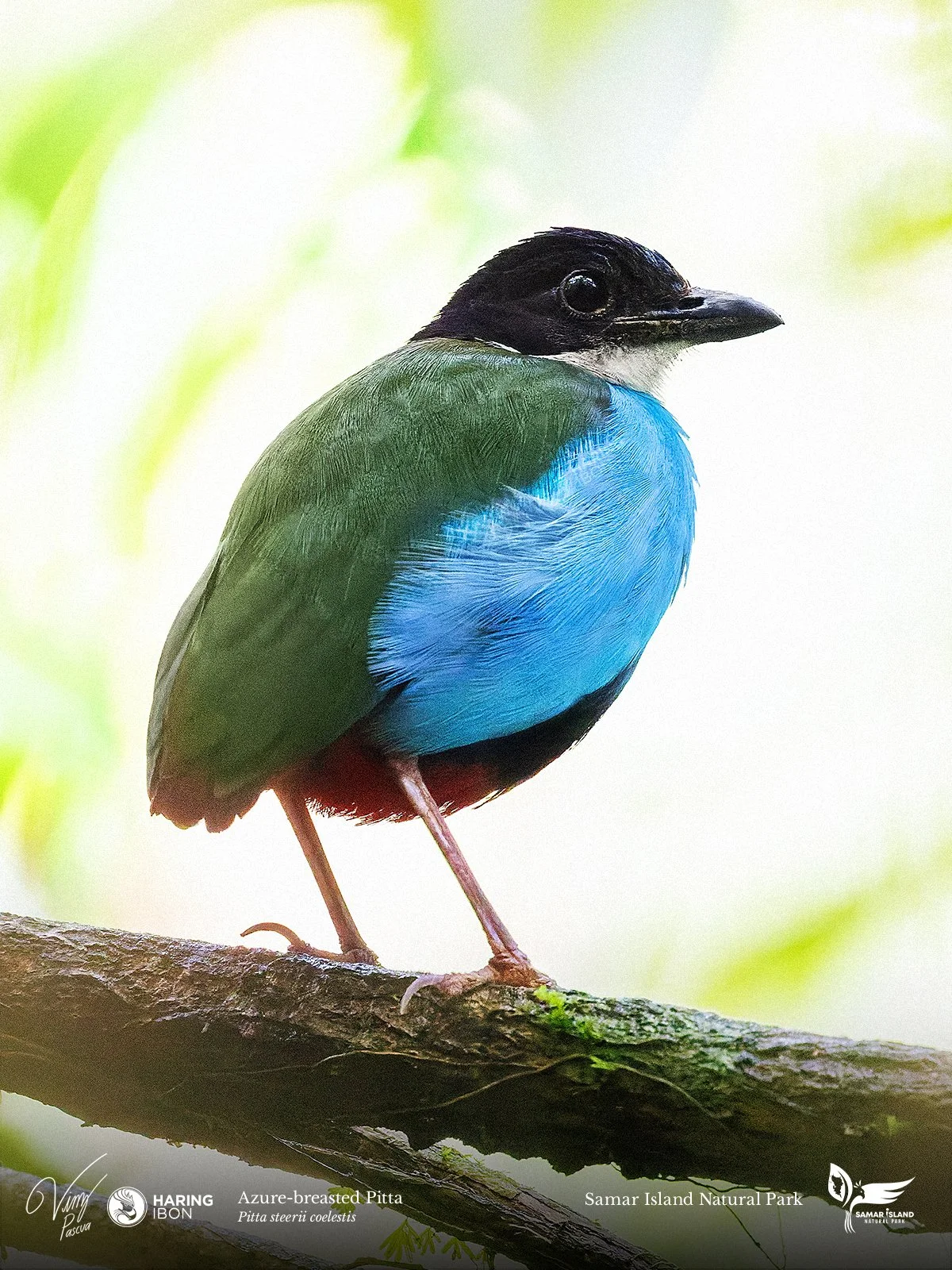 Azure-breasted Pitta 260204 3x4 1200px.jpg