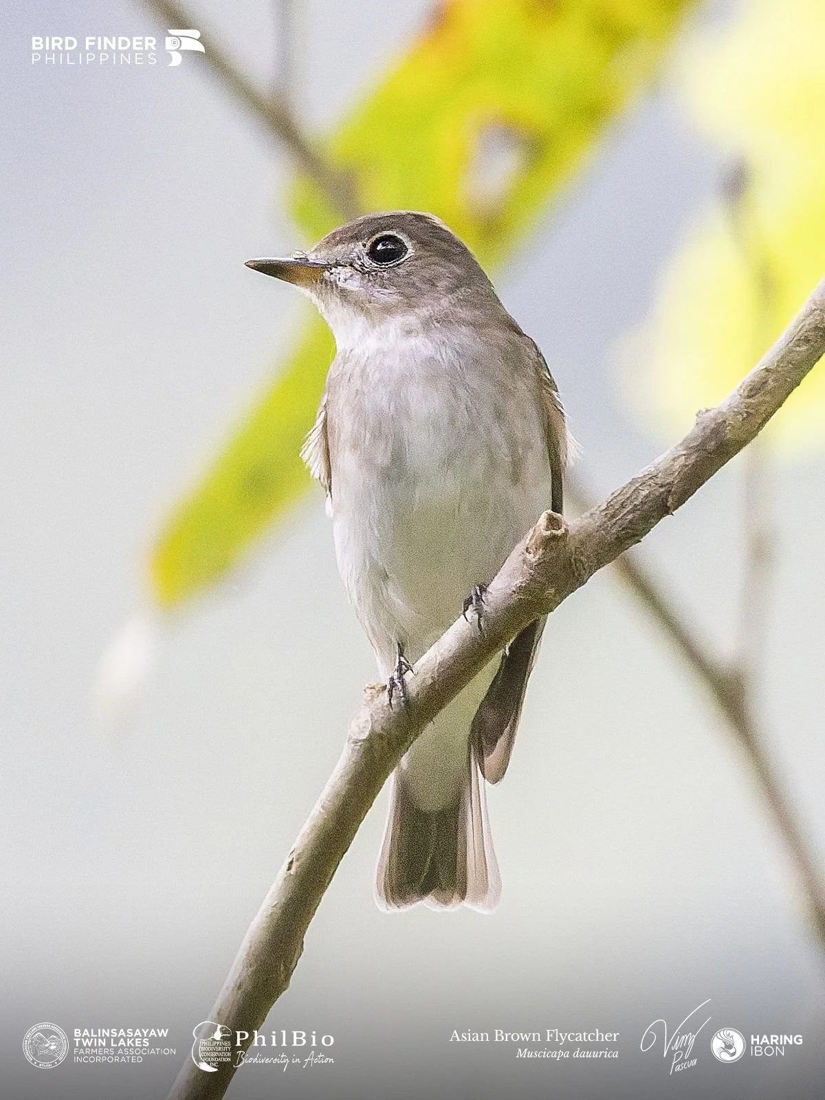Asian Brown Flycatcher 251127 1200px.jpg