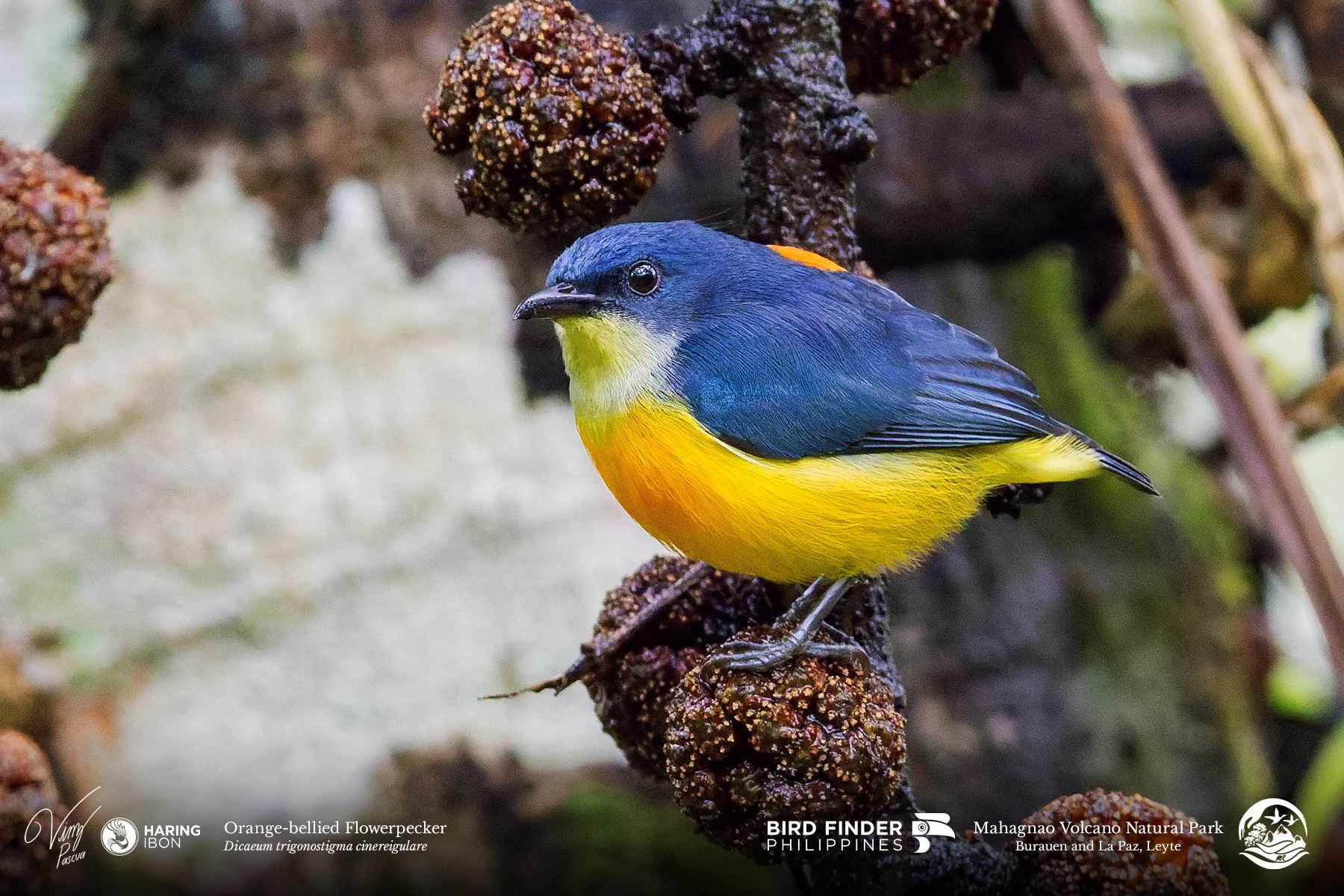 Orange-bellied Flowerpecker 260203 3x2 1800px.jpg