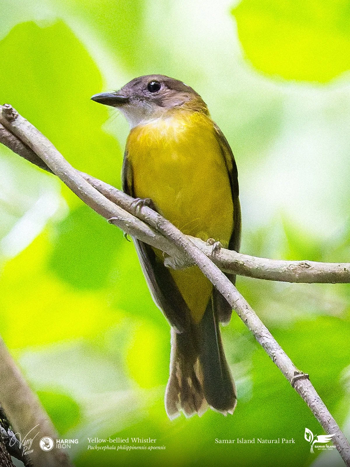 Yellow-bellied Whistler 260204 3x4 1200px.jpg
