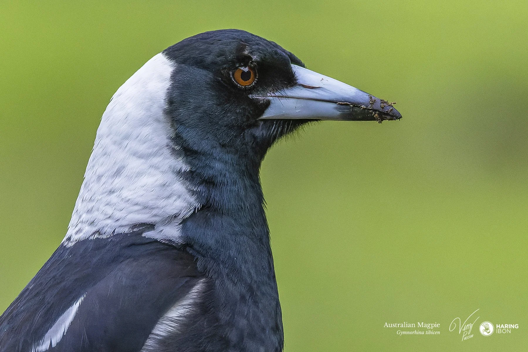 Australian Magpie 220812 eBIRD.jpg