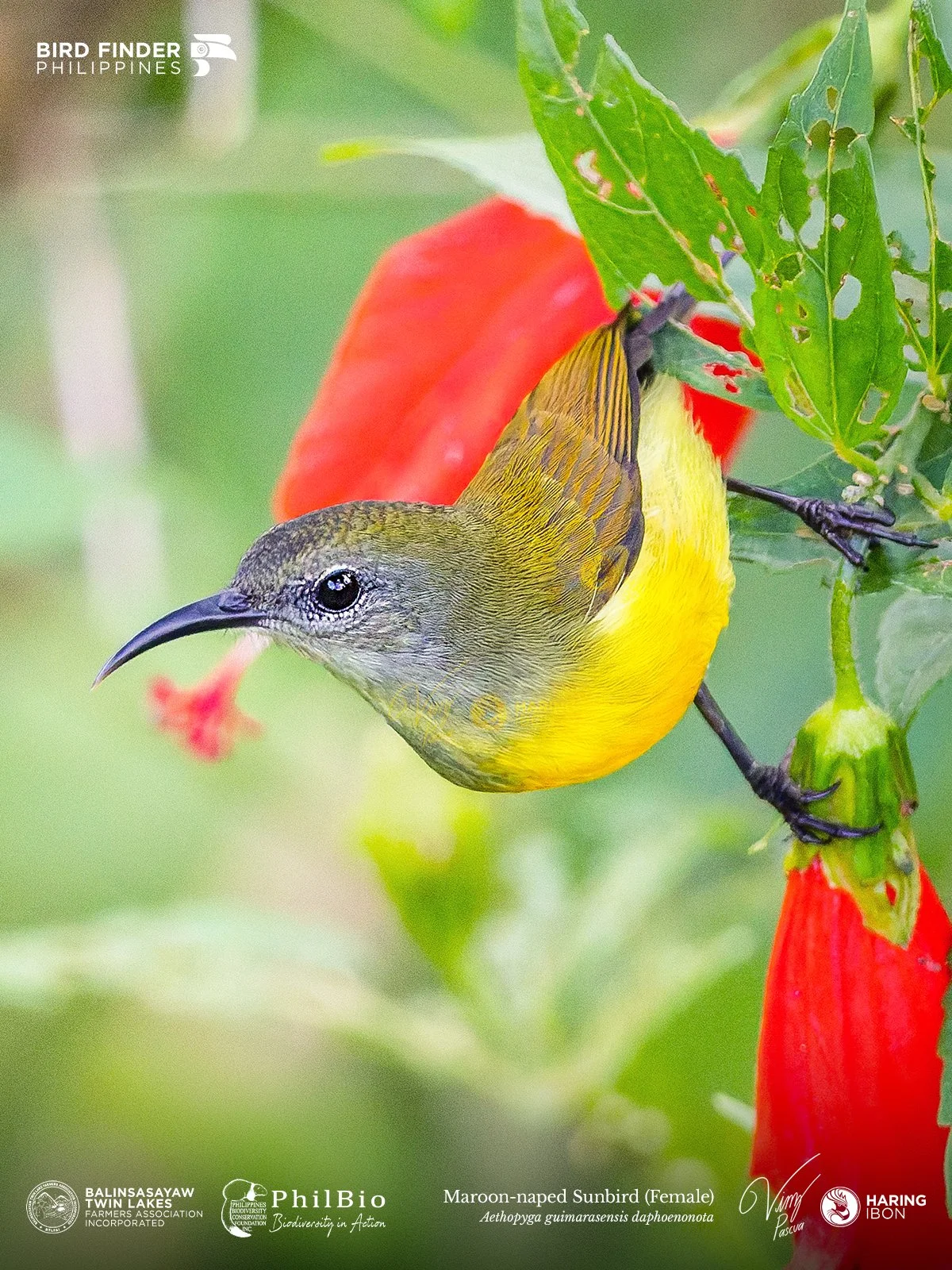 Maroon-naped Sunbird FEMALE 251129 1200px.jpg