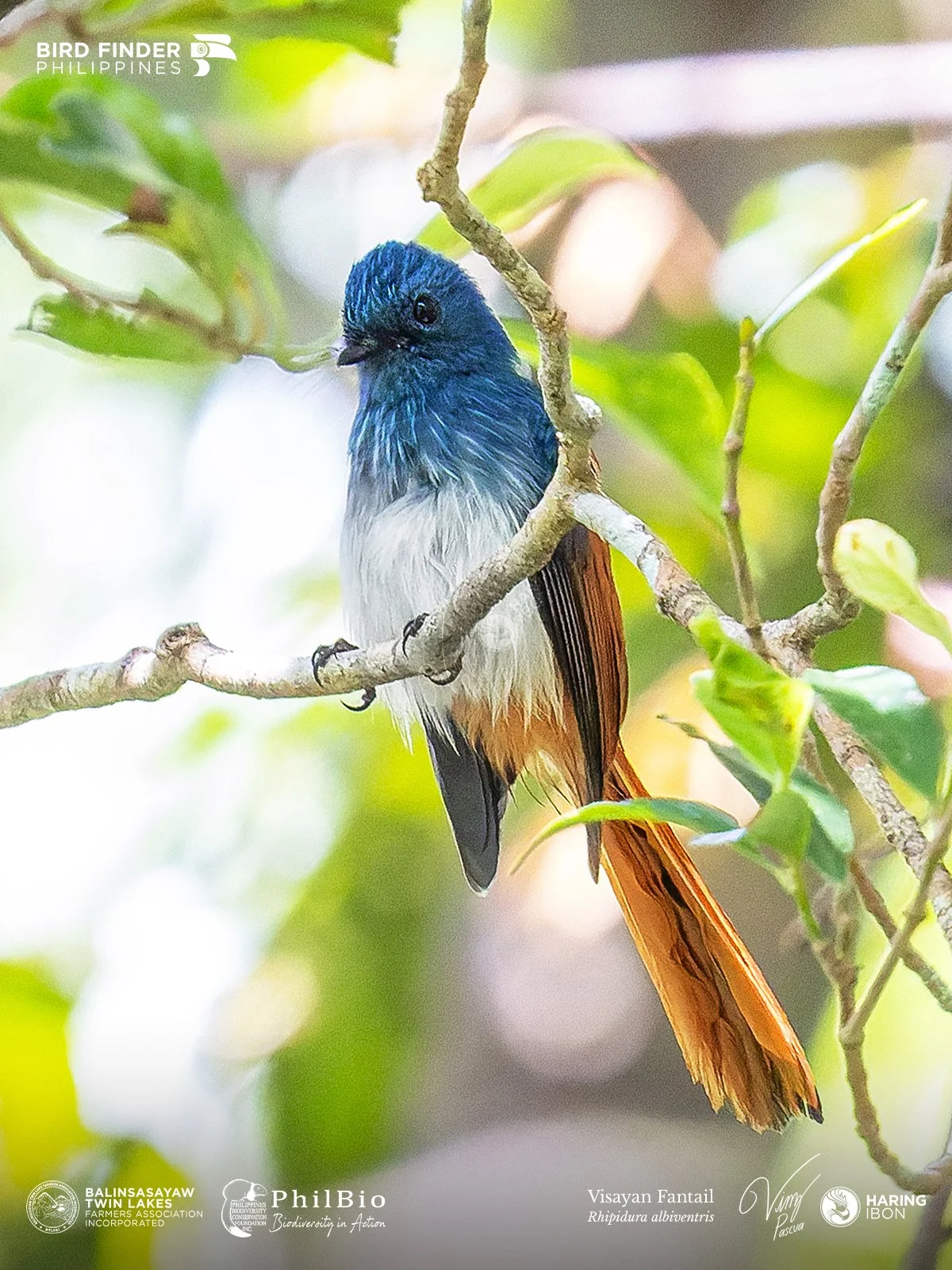Visayan Fantail 251127 1200px.jpg