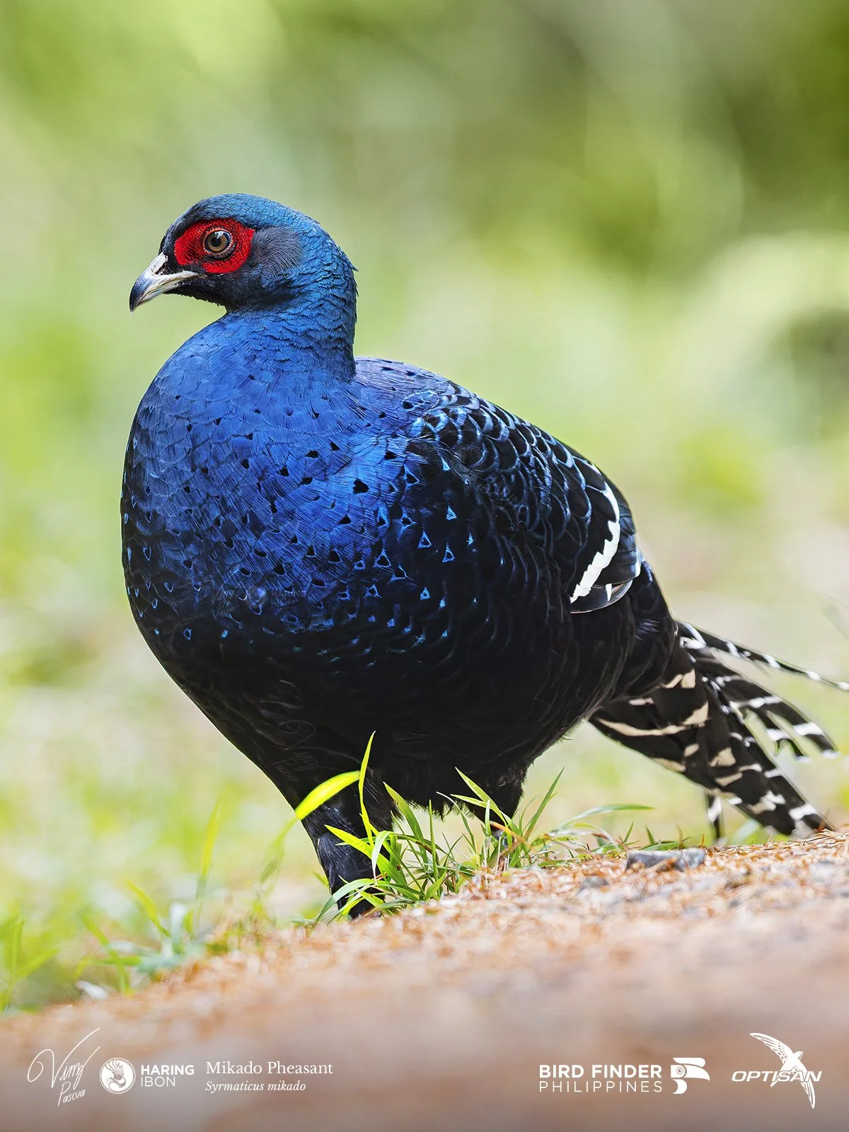 Mikado Pheasant 250919 3 3x4 LABELLED.jpg