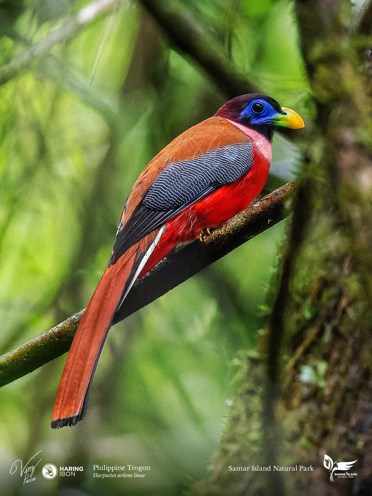 Philippine Trogon 260201 3x4 1200px.jpg