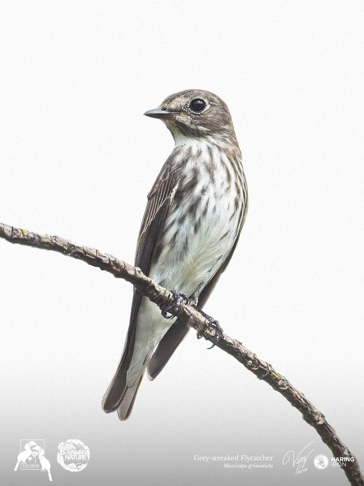 Grey-streaked Flycatcher 260421 1200px.jpg