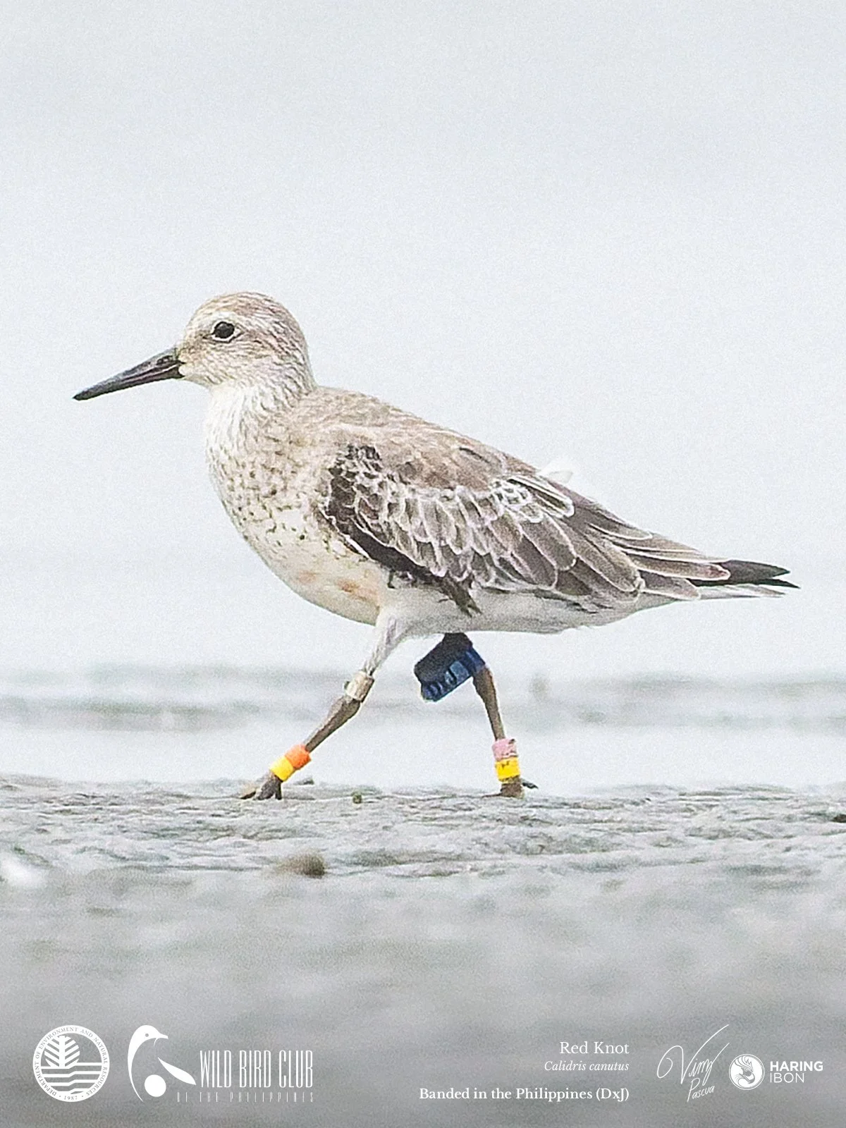BAND Red Knot 260119 1200px.jpg