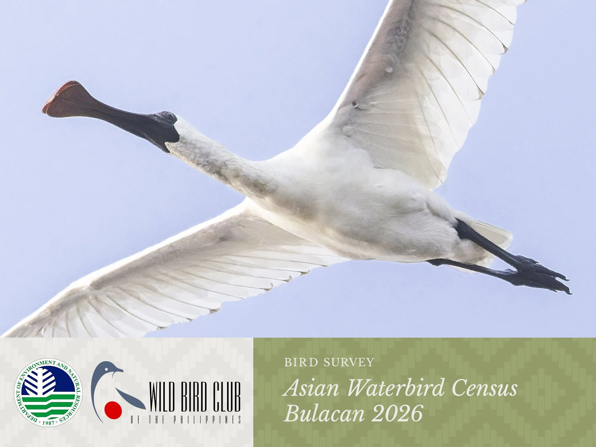 2026 Asian Waterbird Census Bulacan