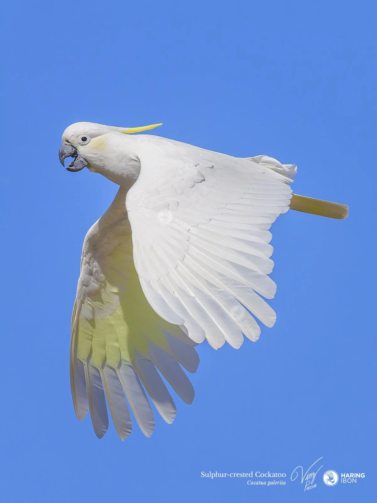 Sulphur-crested Cockatoo 220910 LABELLED.jpg