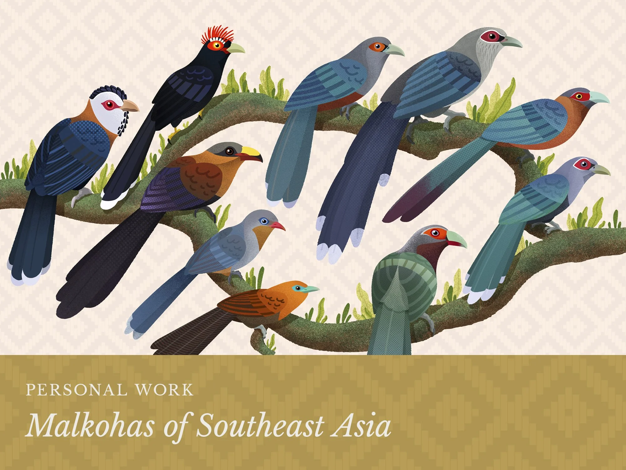 Malkohas of Southeast Asia