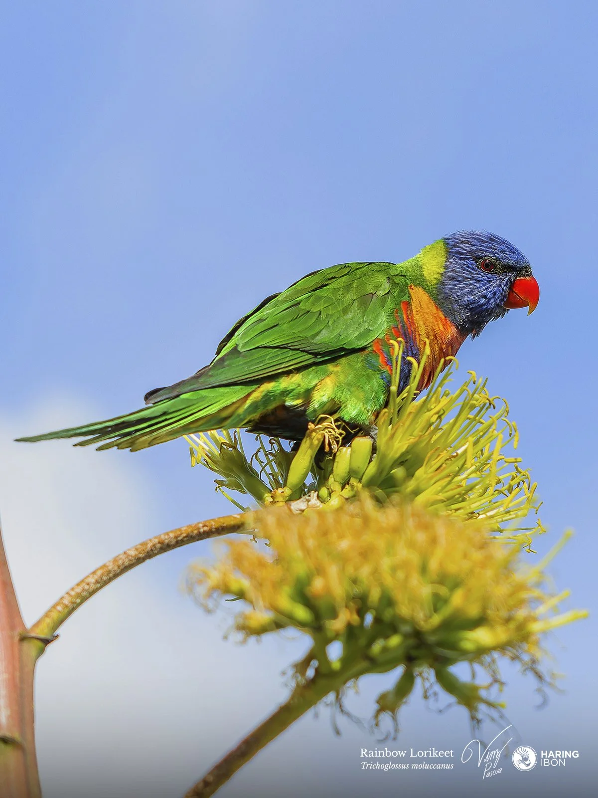 Rainbow Lorikeet 240810 LABELLED.jpg