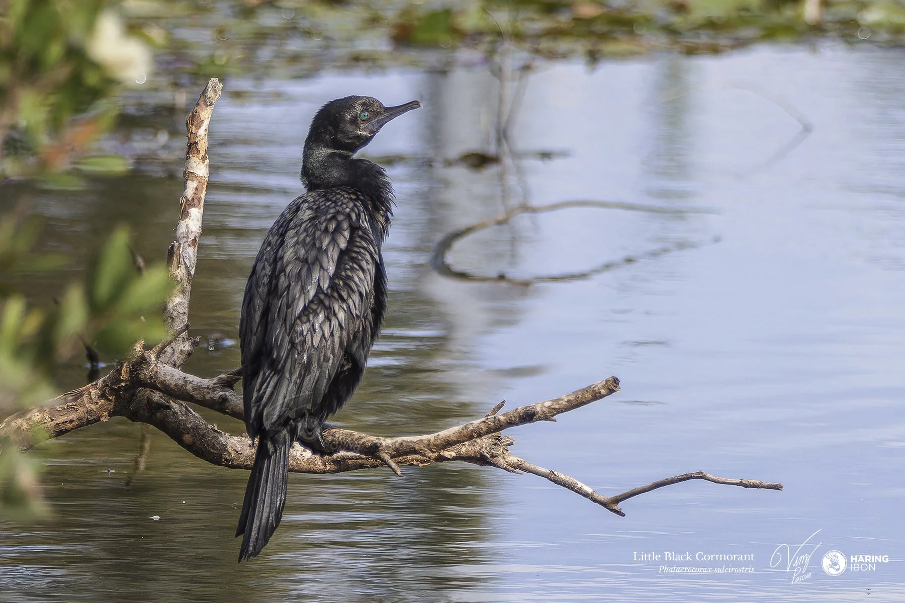 Little Black Cormorant 230513 eBIRD.jpg